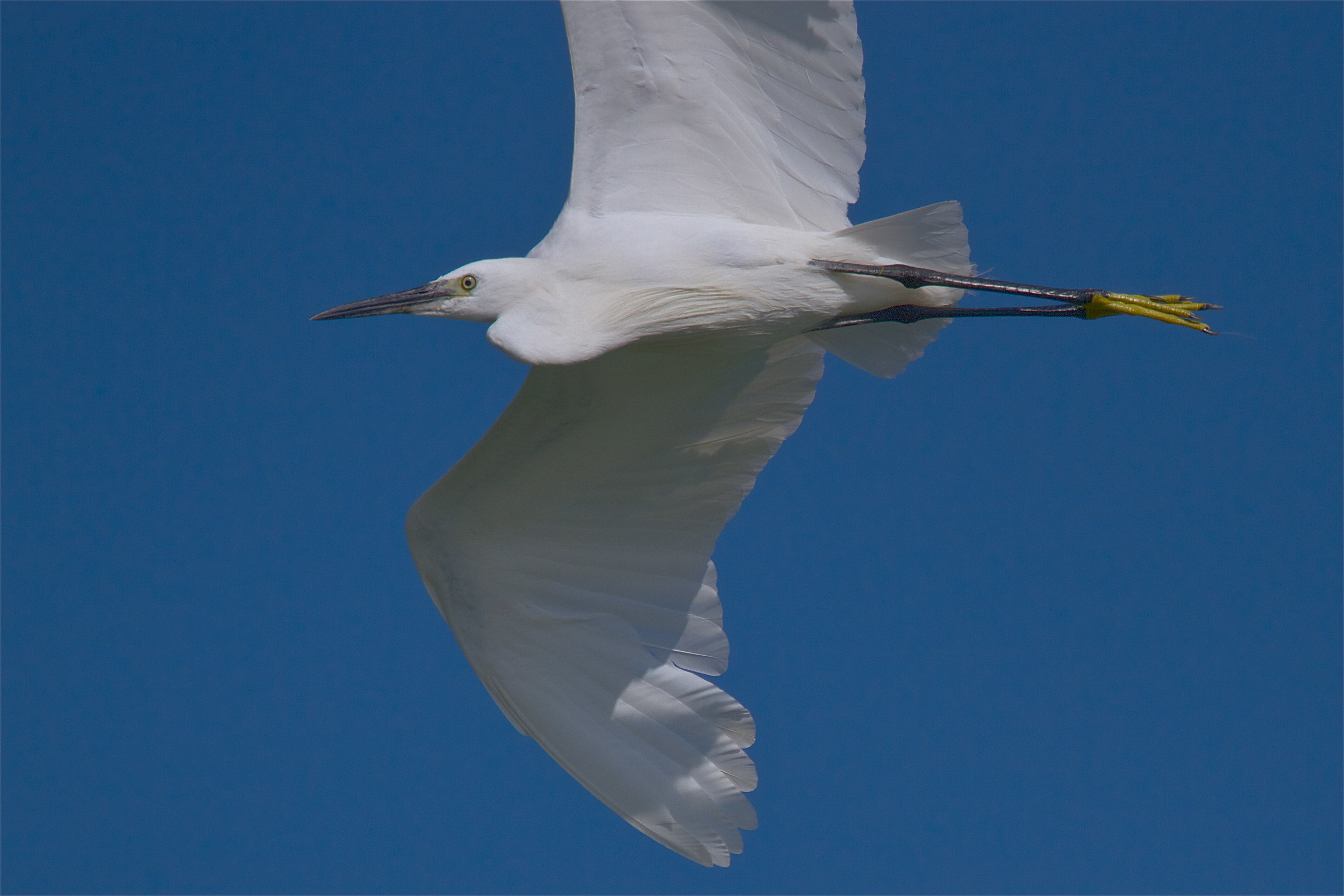 face to face with the egret
