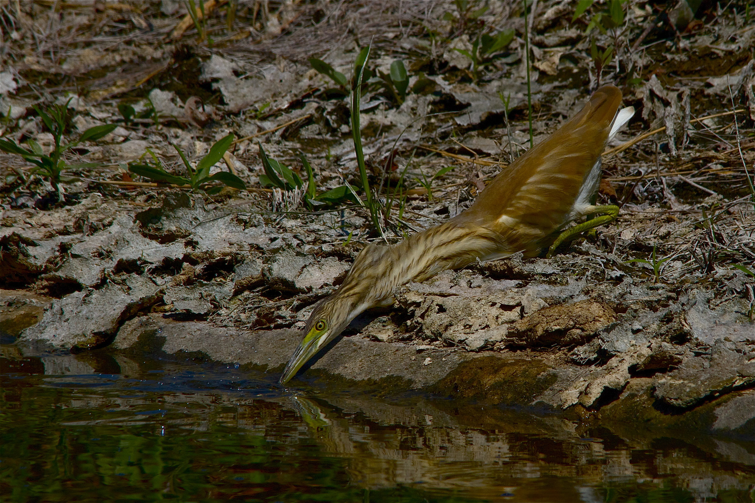the squacco in fishing