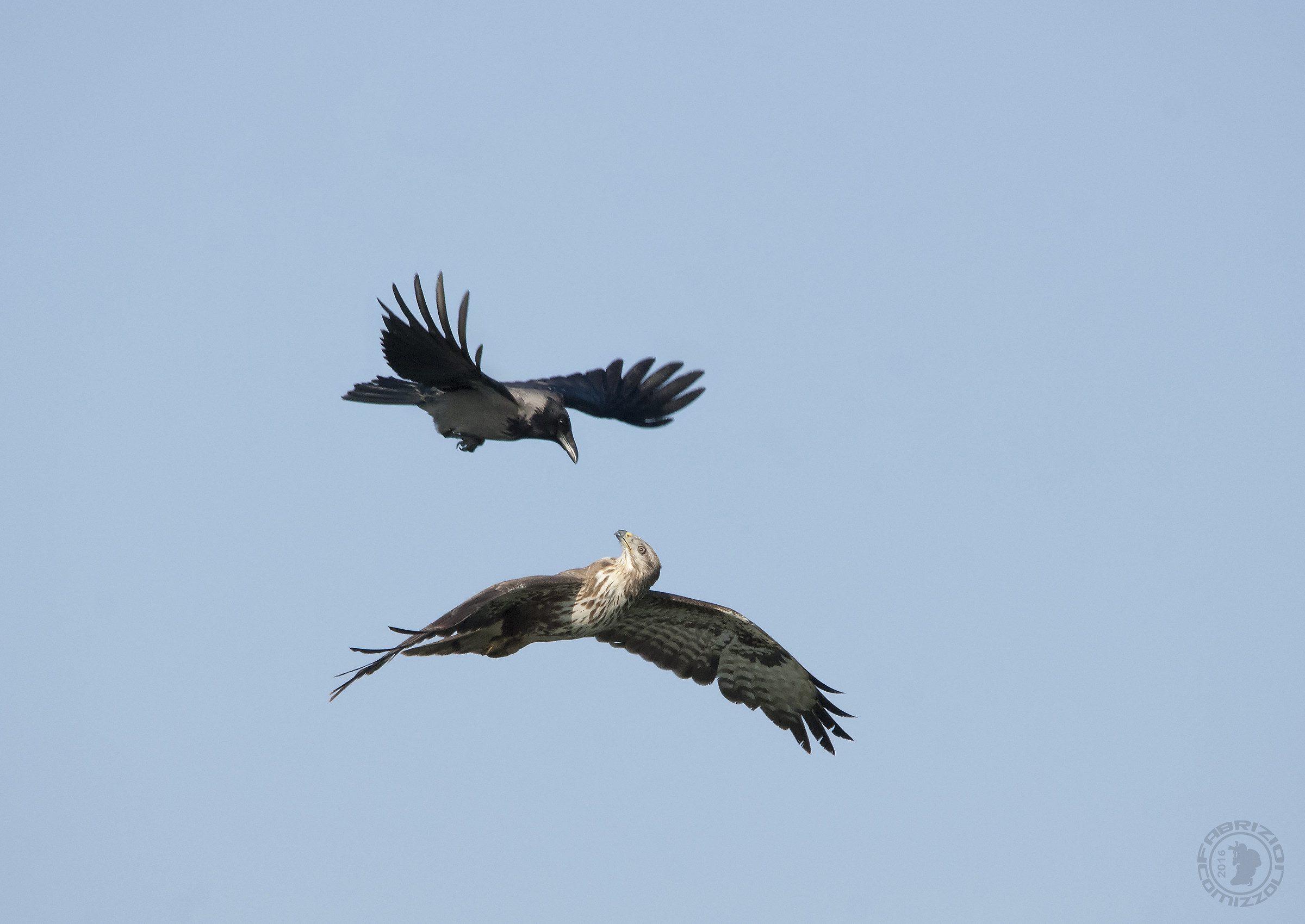 Cornacchia vs. Poiana