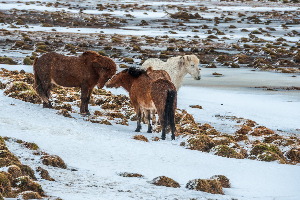 Icelandic horses