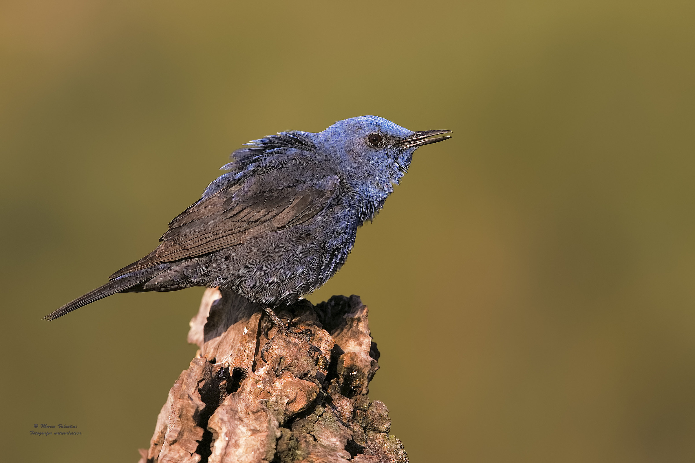 Il canto del Solitario