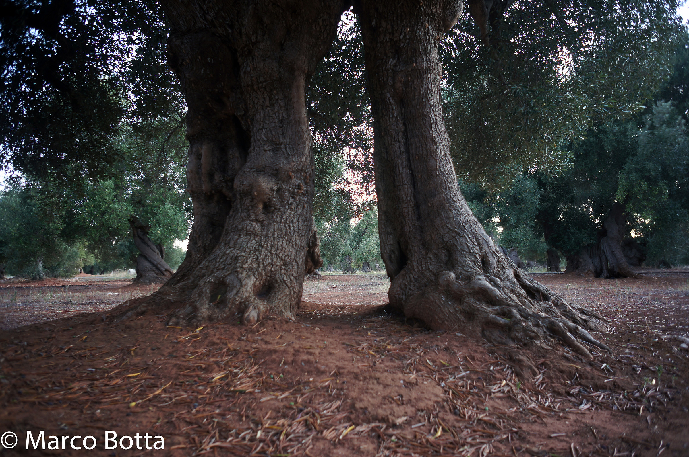 "Ai piedi del T-REX"