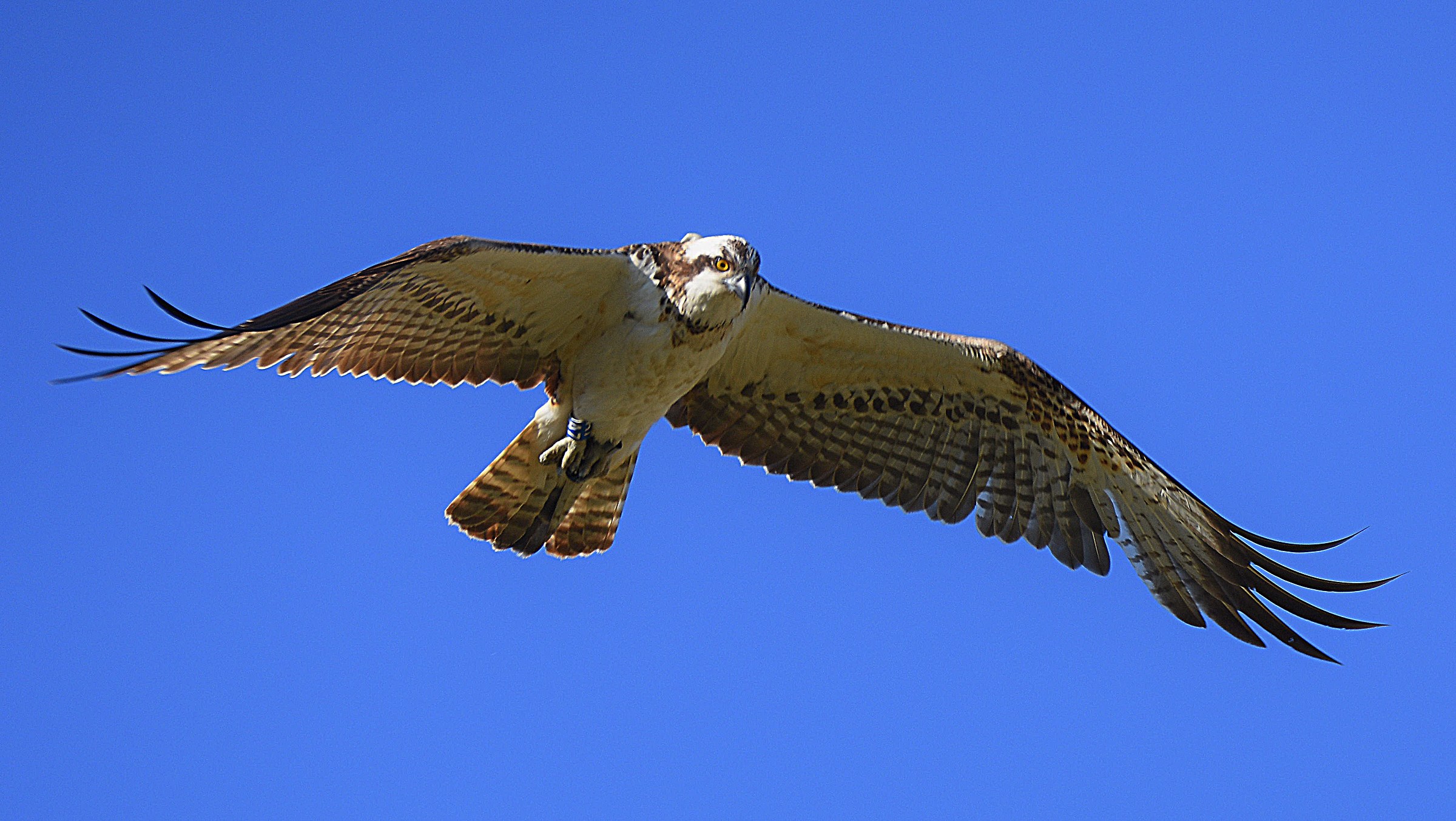 Falco Pescatore (Juv)