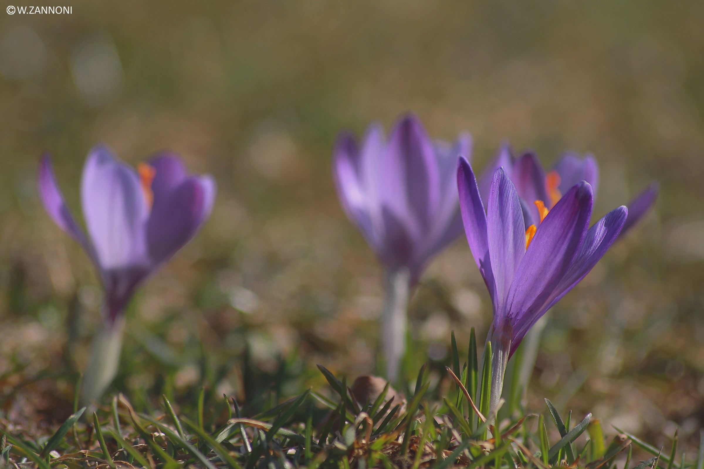 Crocus 2