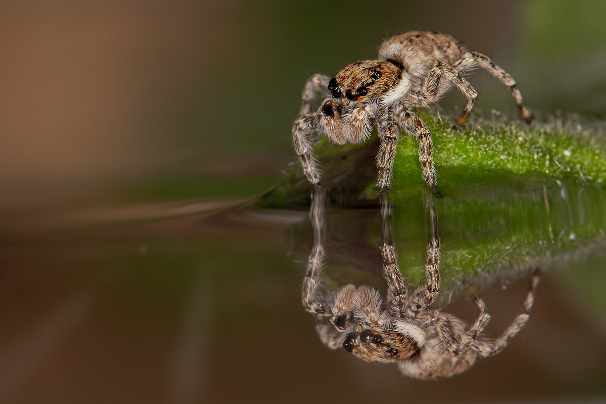 Hunter in the Mirror