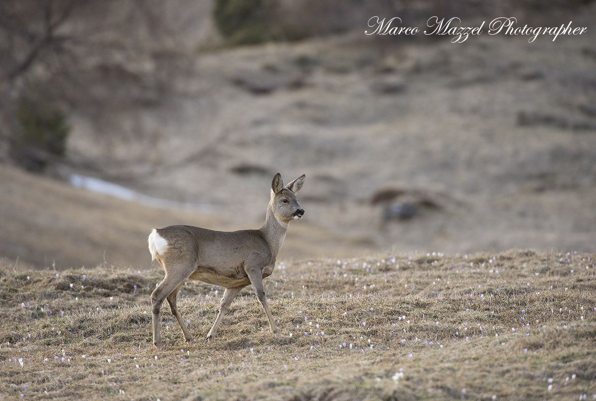 Finalmente un po di primavera