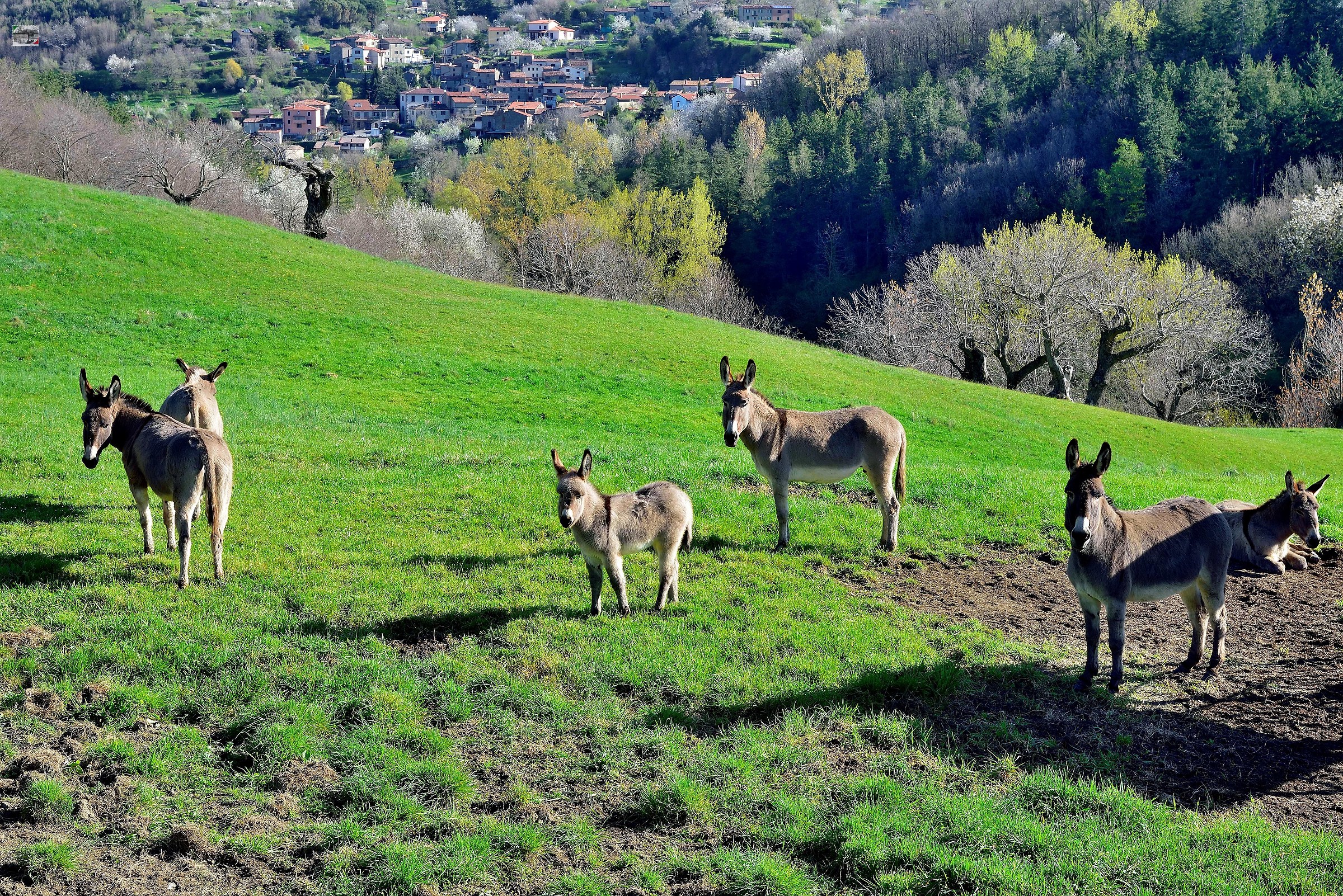 Donkeys of Maremma