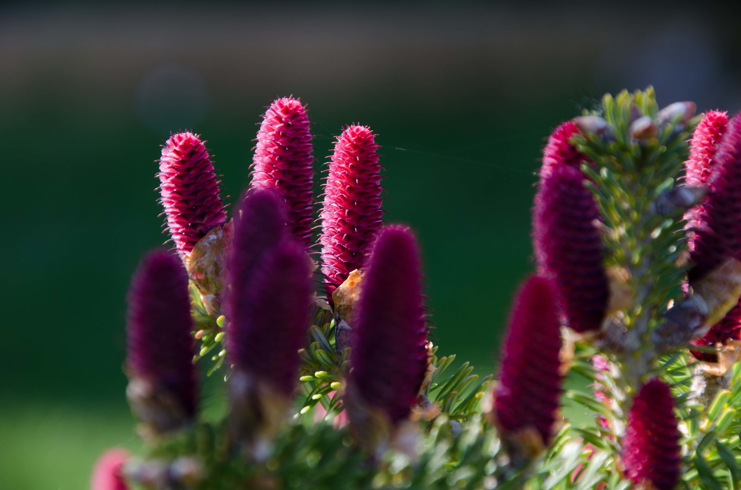 piccole protuberanze di pinetto