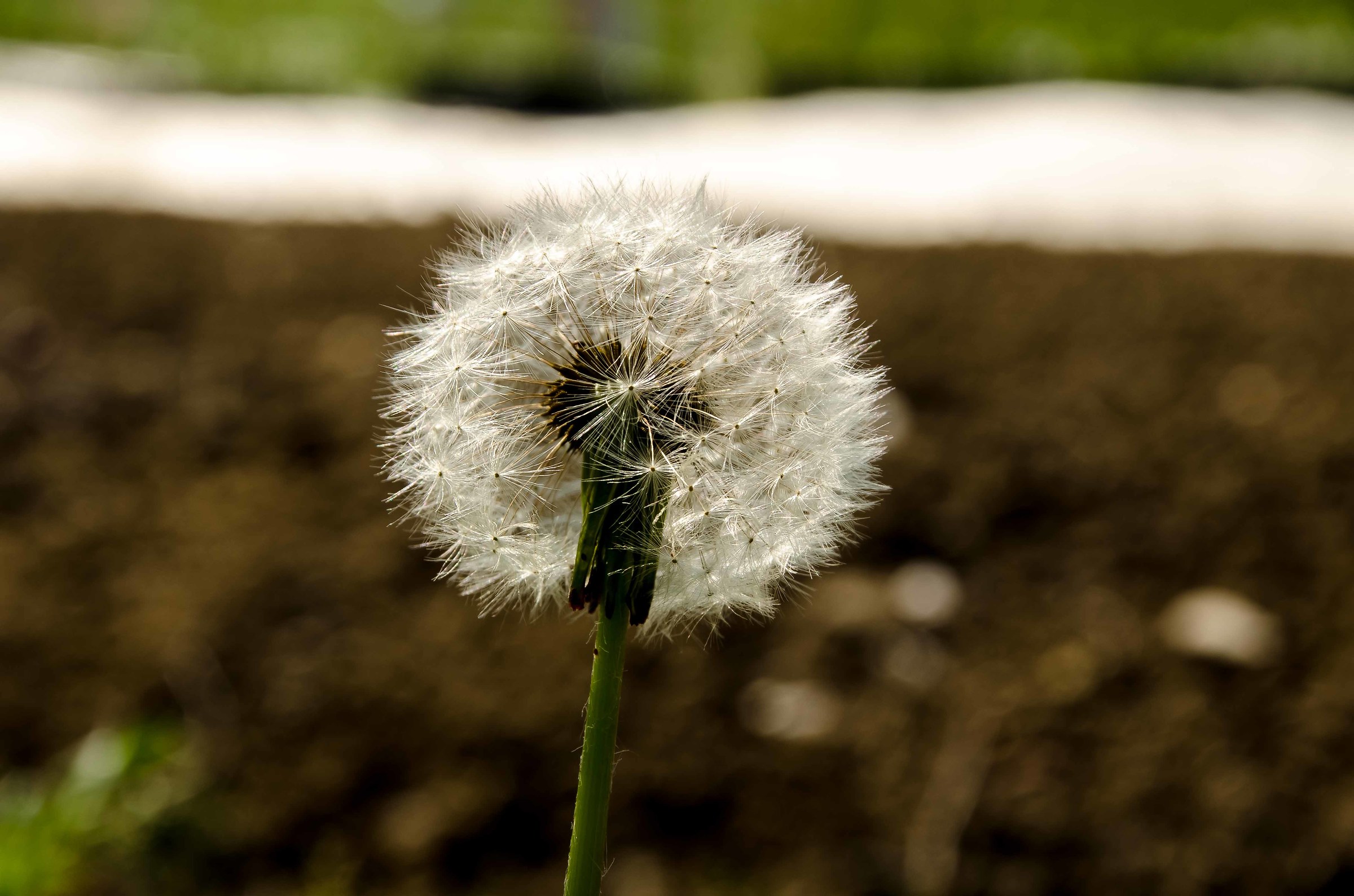 il vero simbolo di queste giornate