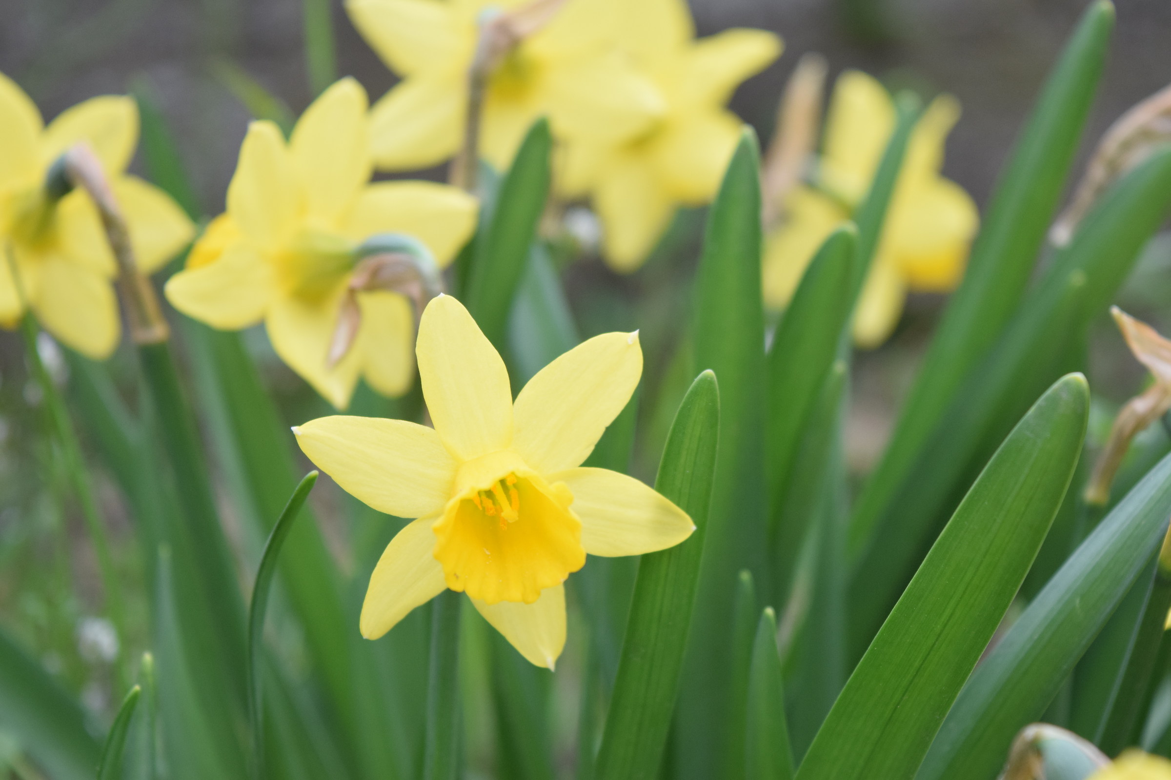 daffodils