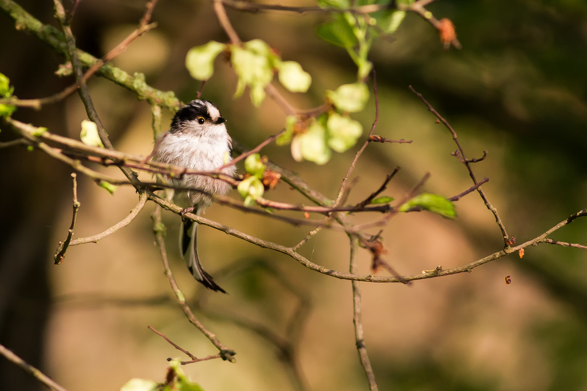 Codibugnolo - Aegithalos Caudatus