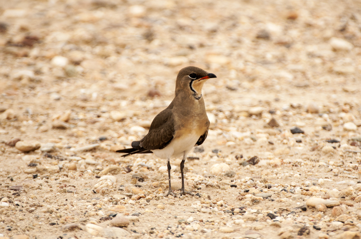 Pratincole= Collared - Qatar