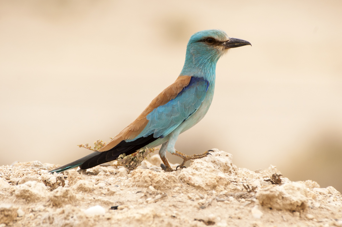 Roller= European - Qatar