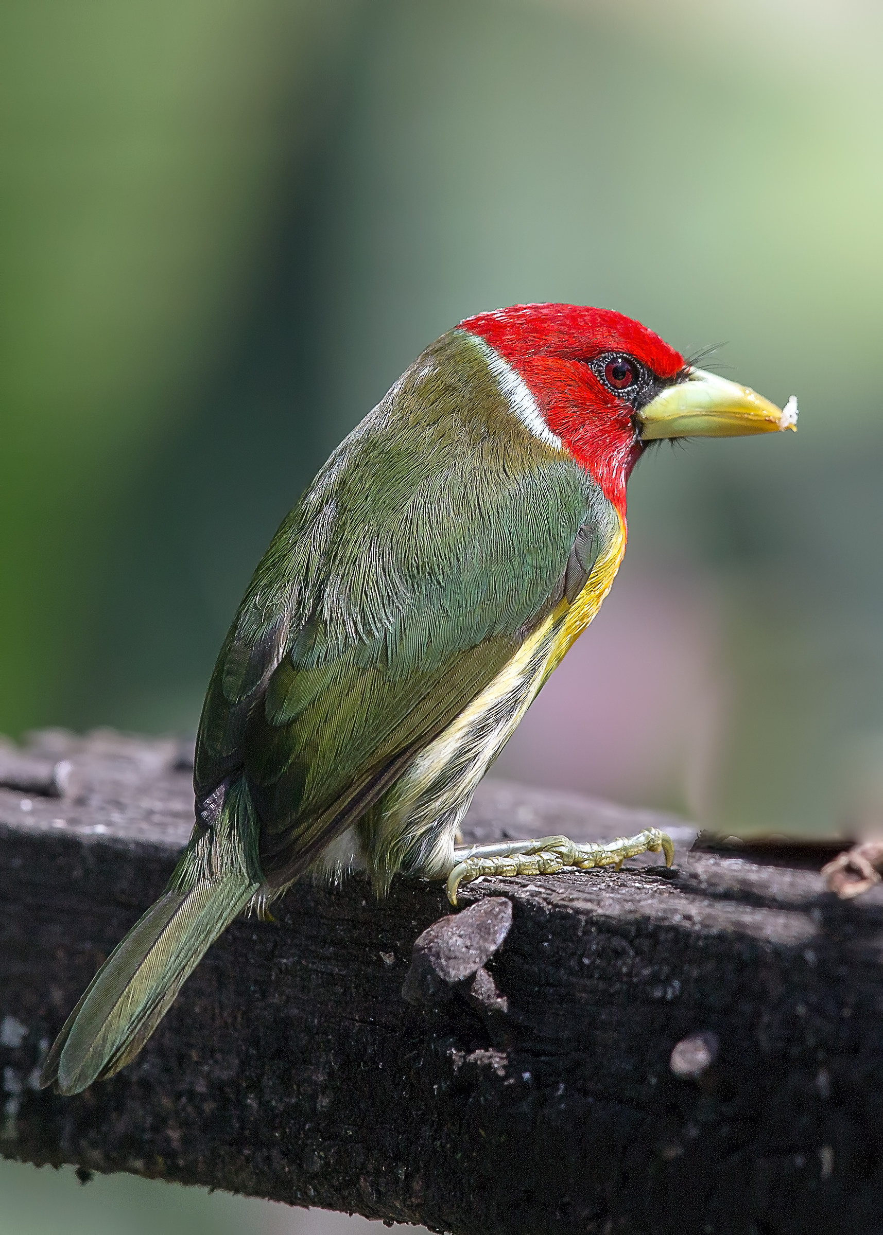 Barbetto testarossa (Eubucco bourcierii)