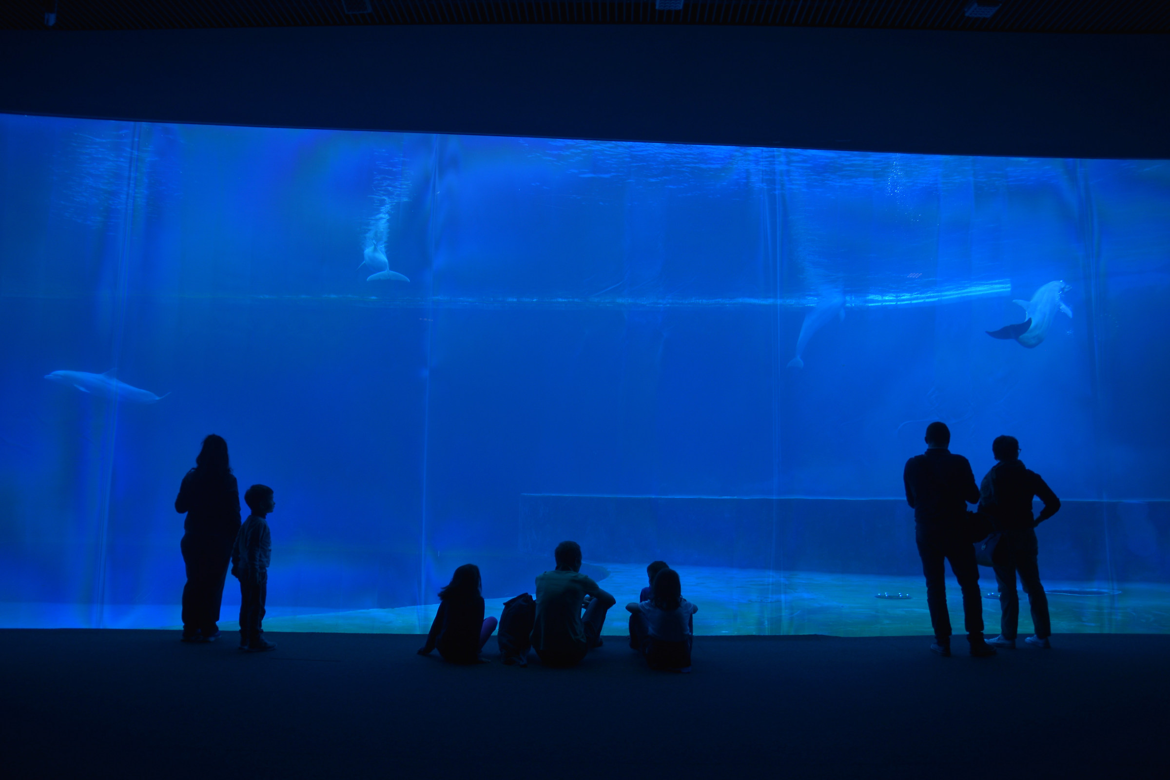 La vasca dei delfini