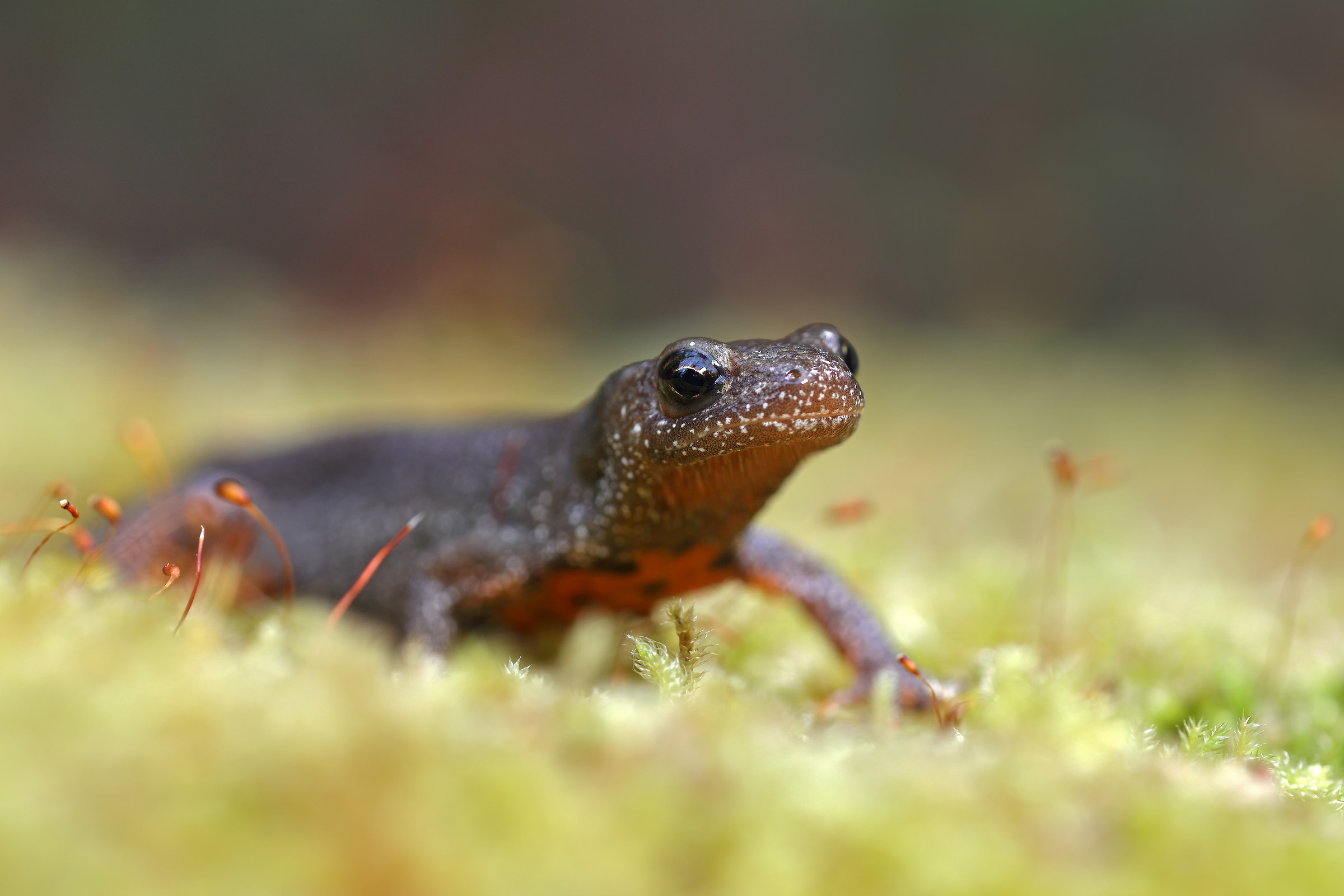Female Italian crested newt terrestrial phase