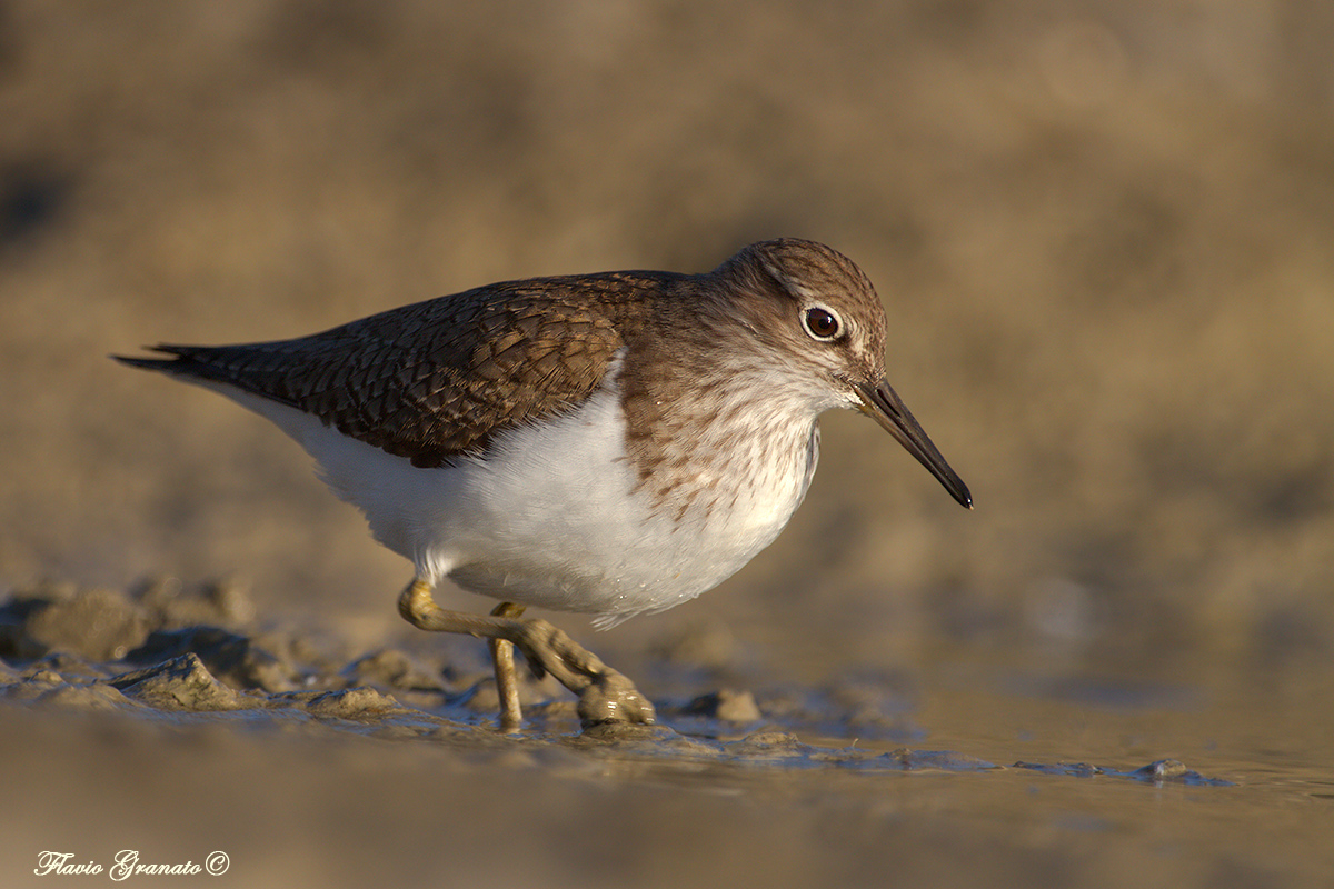 Common Sandpiper