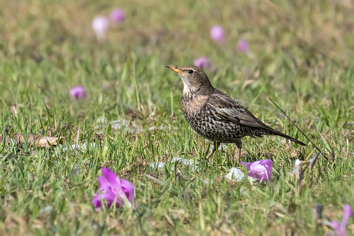 Ouzel female