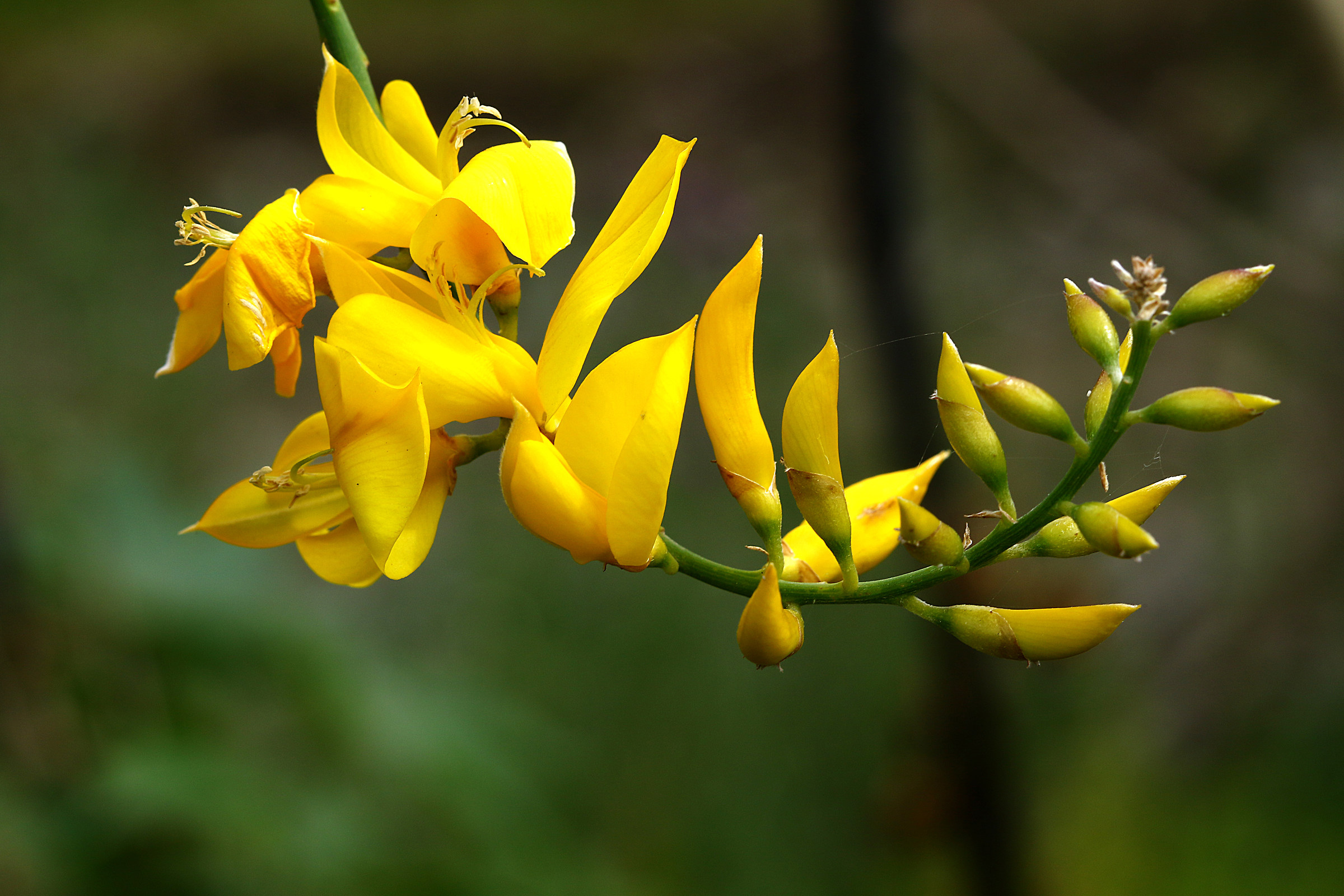 Ginestra Carbonai flowers.