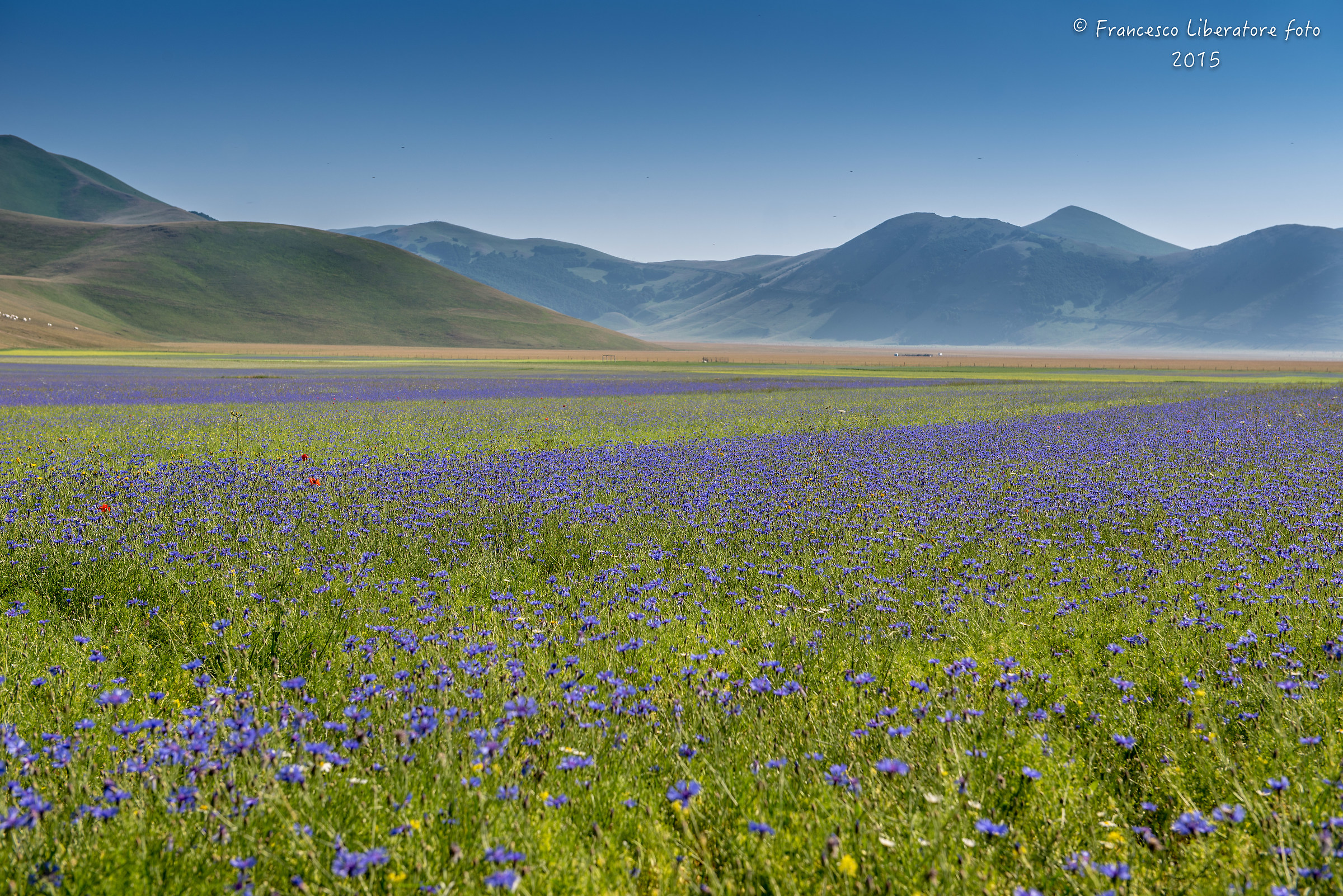 Lafioritura a Castelluccio !!!