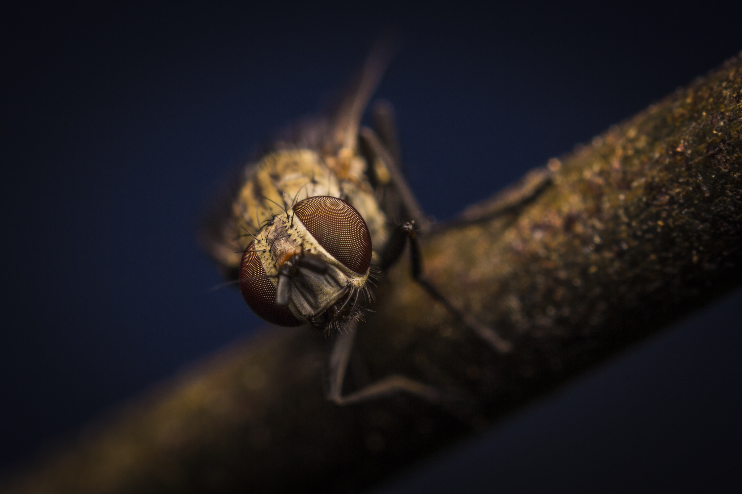 Mosca (Musca domestica)