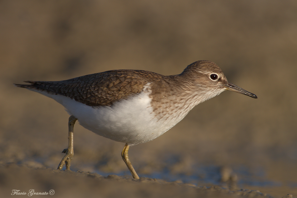 Common Sandpiper