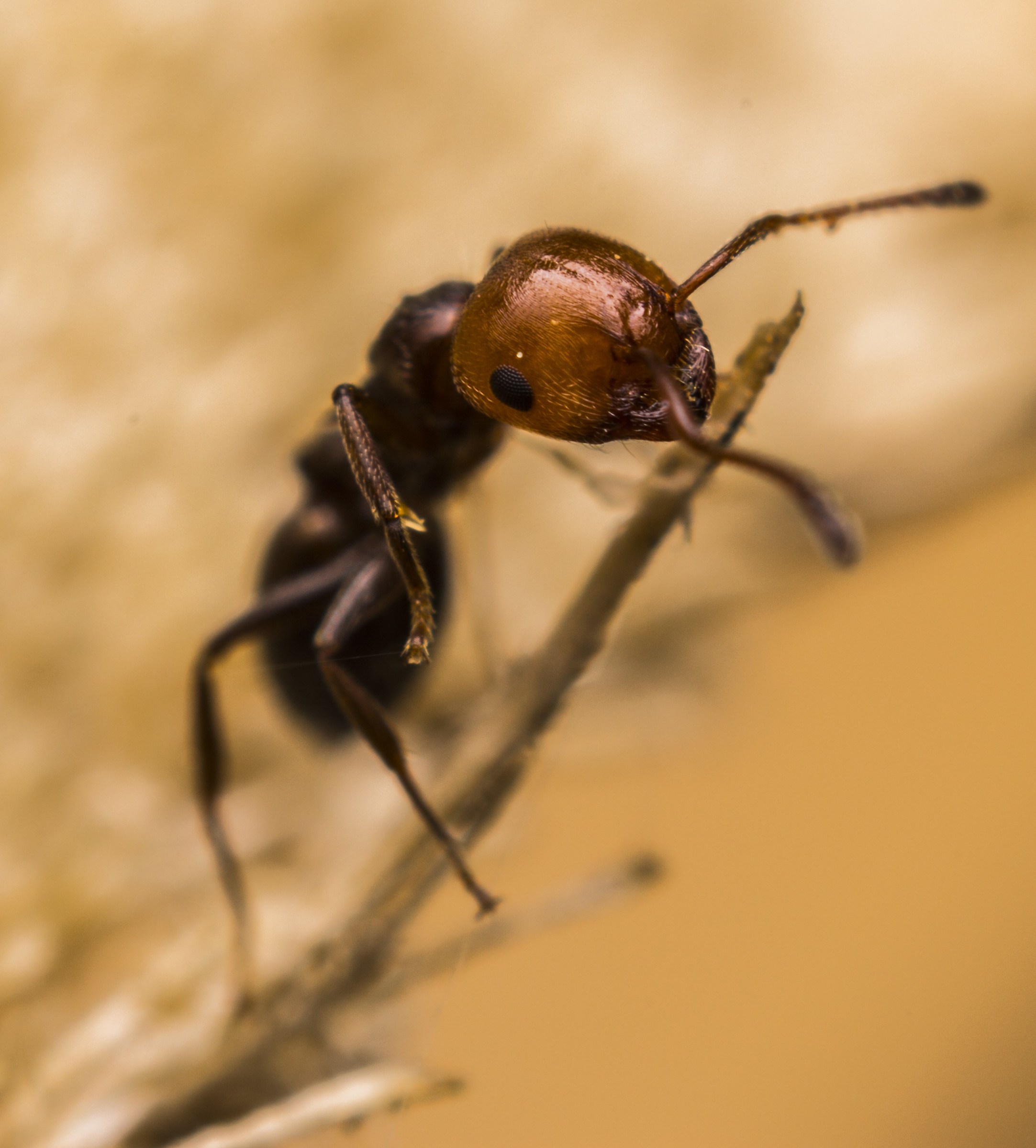 Formica dalla testa rossa