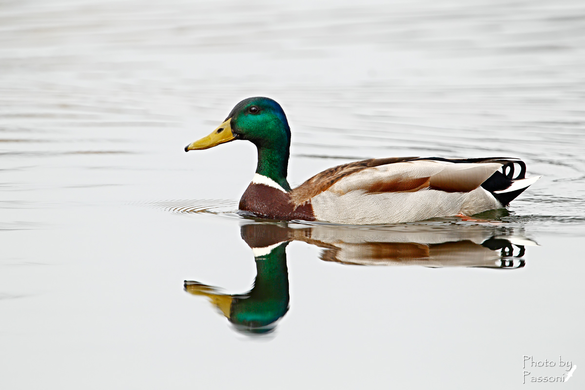 Semplicemente Germano!