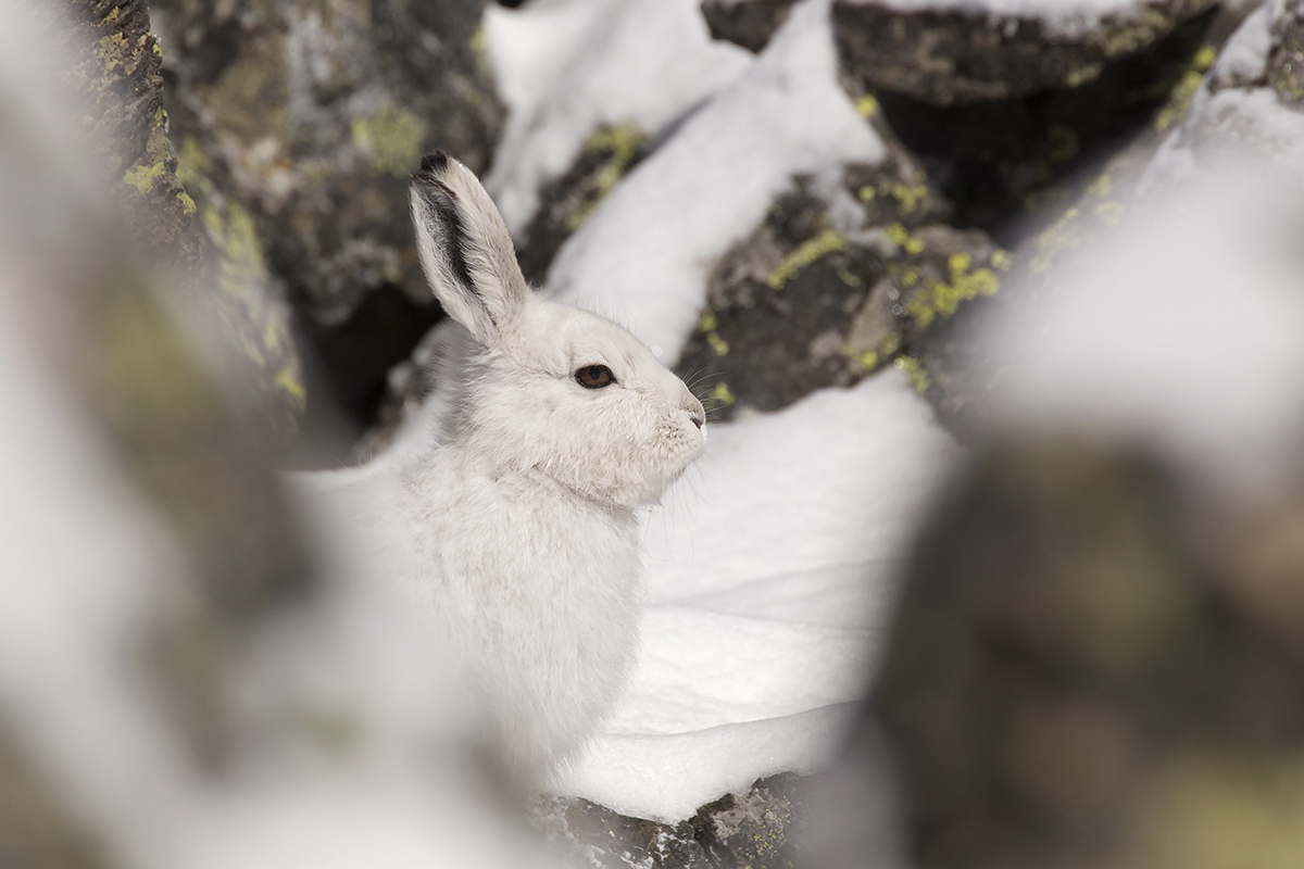 mountain hare