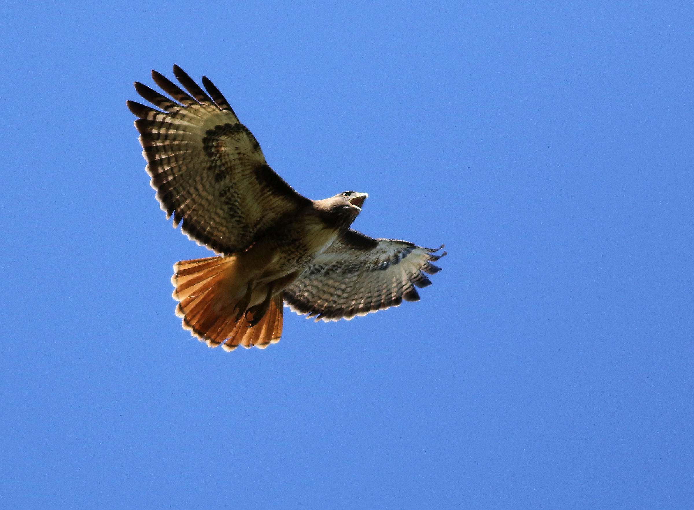 Sostenendo per il nido