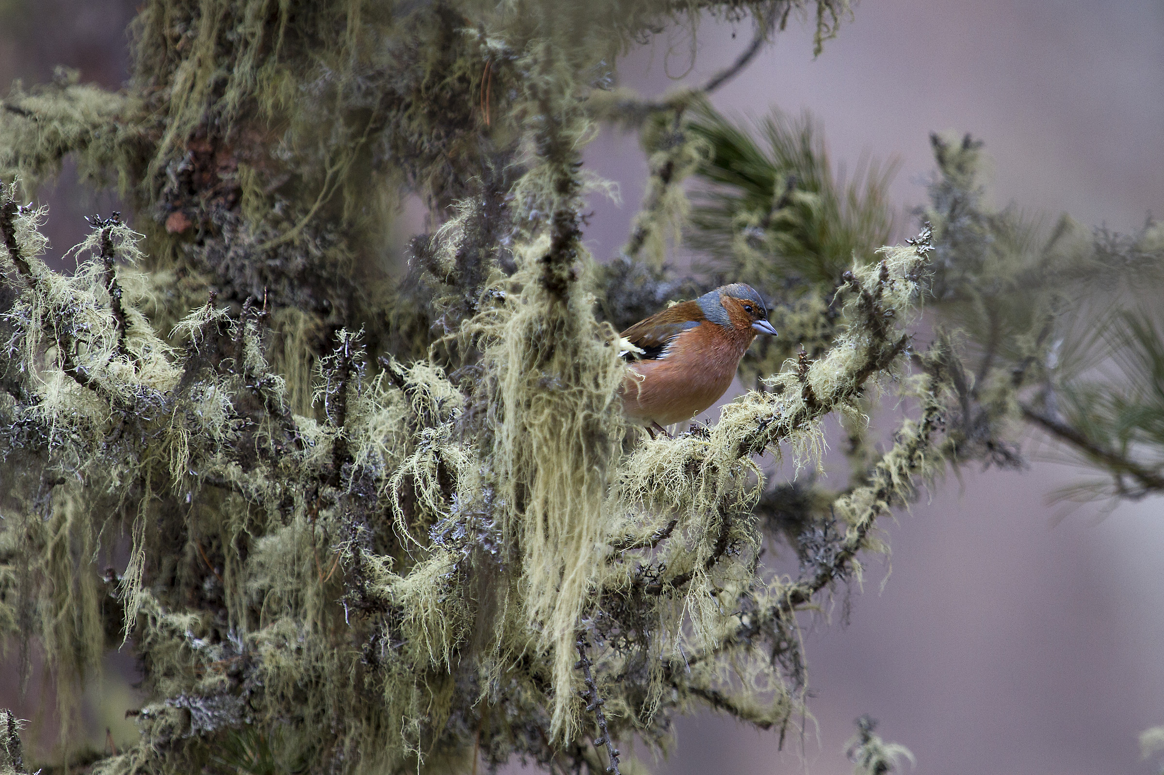 Chaffinch habitats