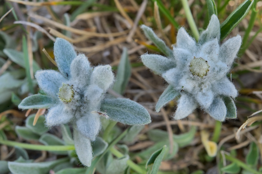 Apennine edelweiss