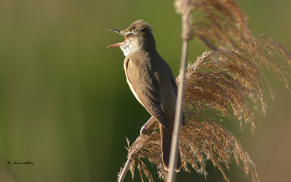 cannareccione: inno al sorgere del sole