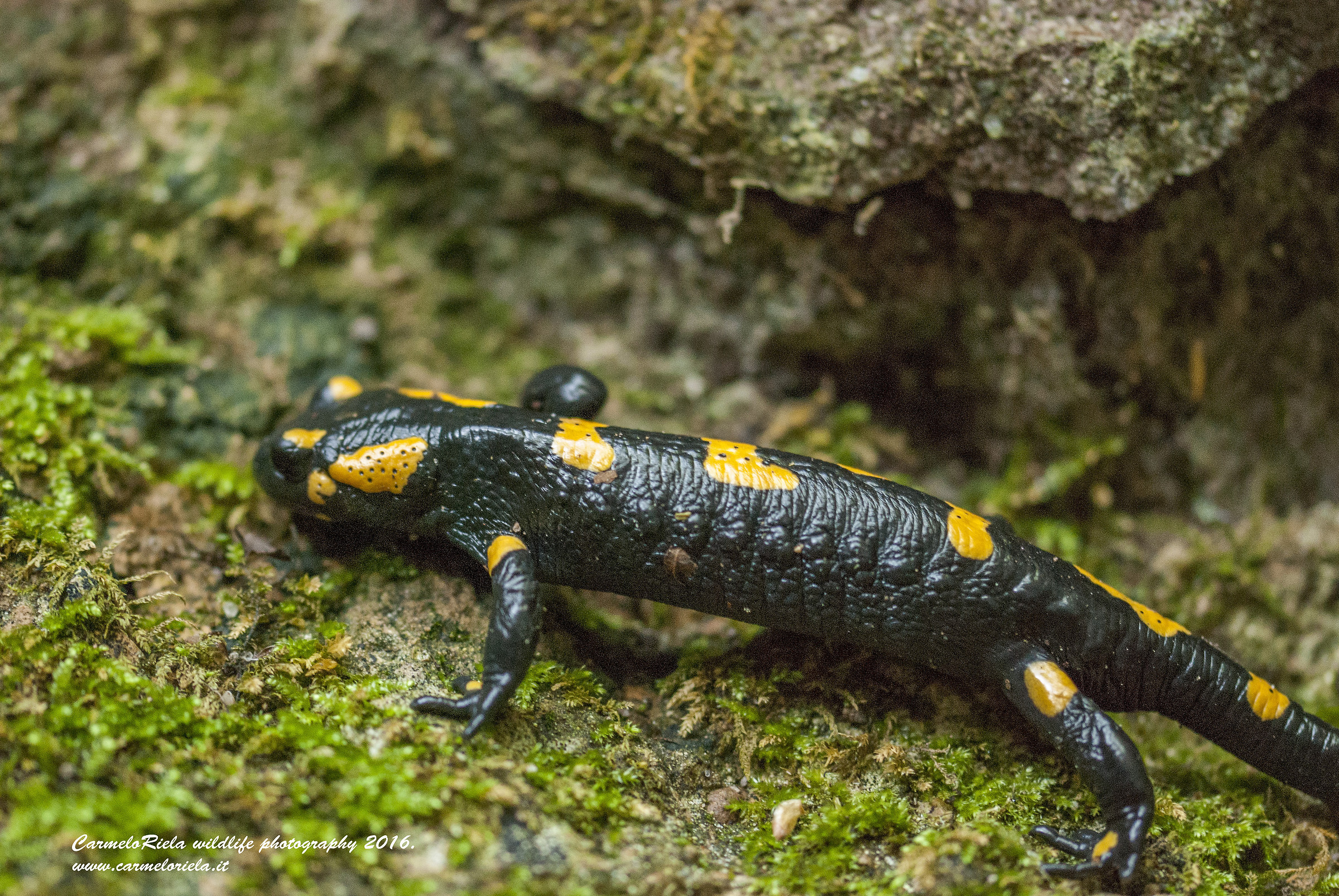 Spotted salamander.