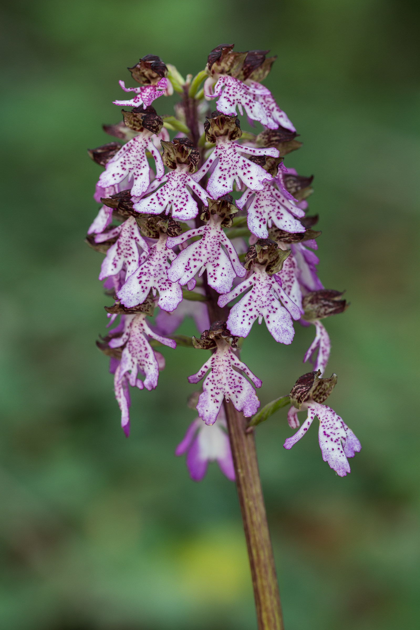 Orchis purpurea