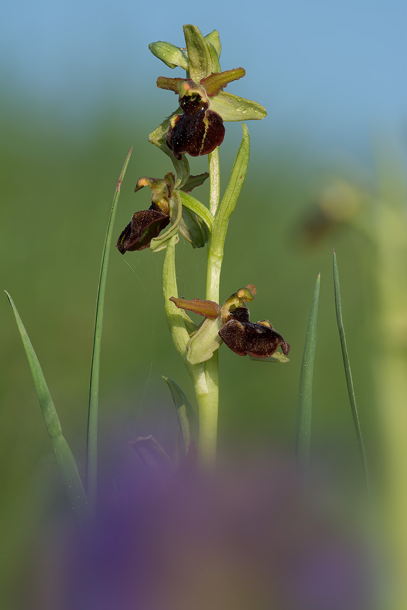 Ophrys sphegodes