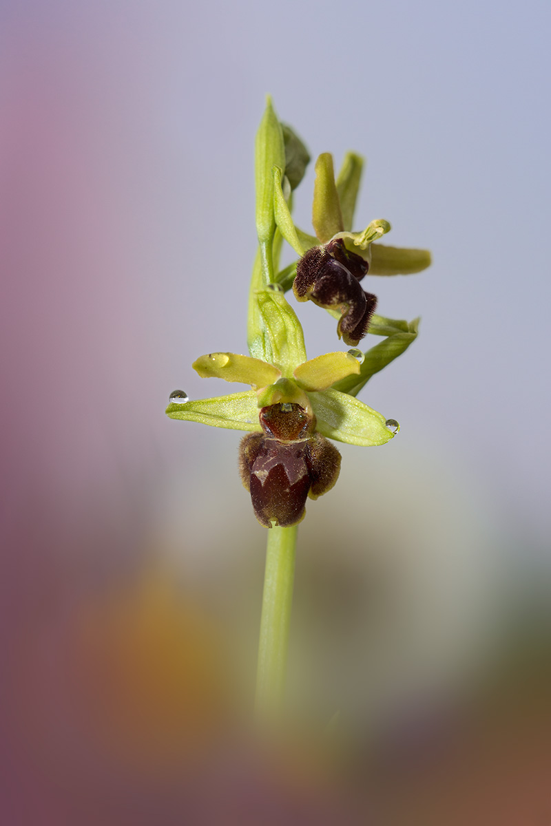 Ophrys sphegodes