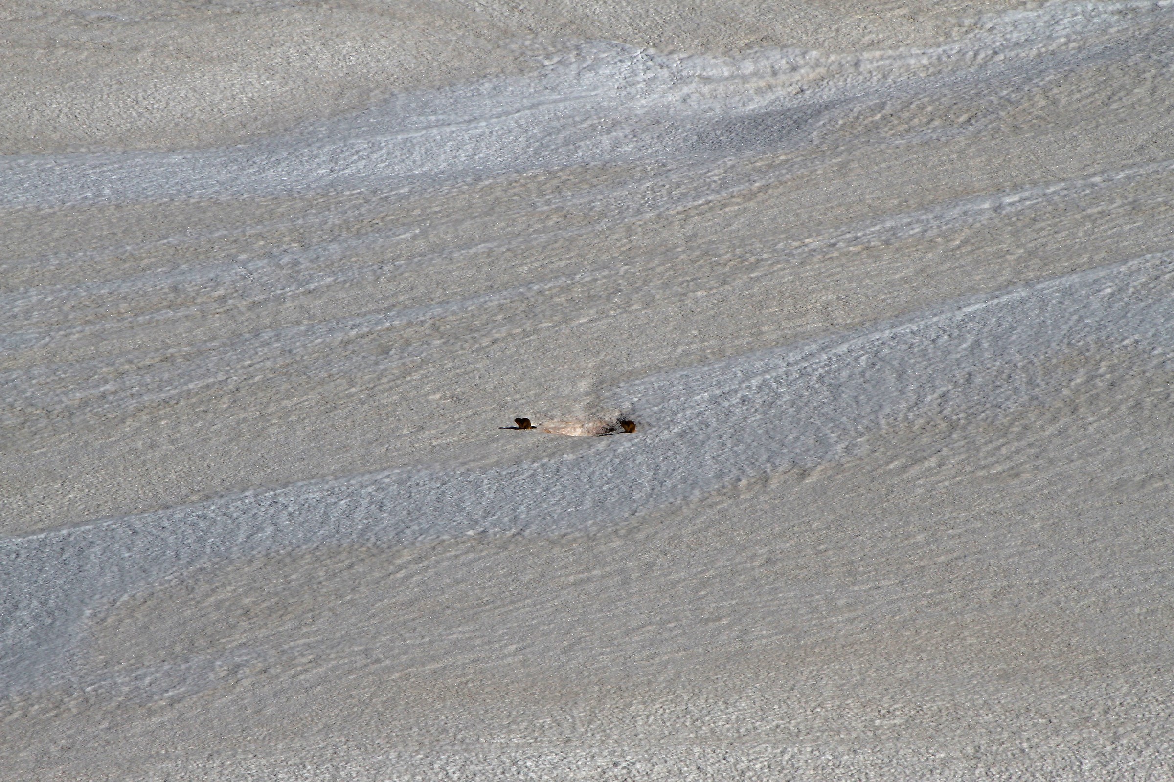 ma non arriva la primavera???