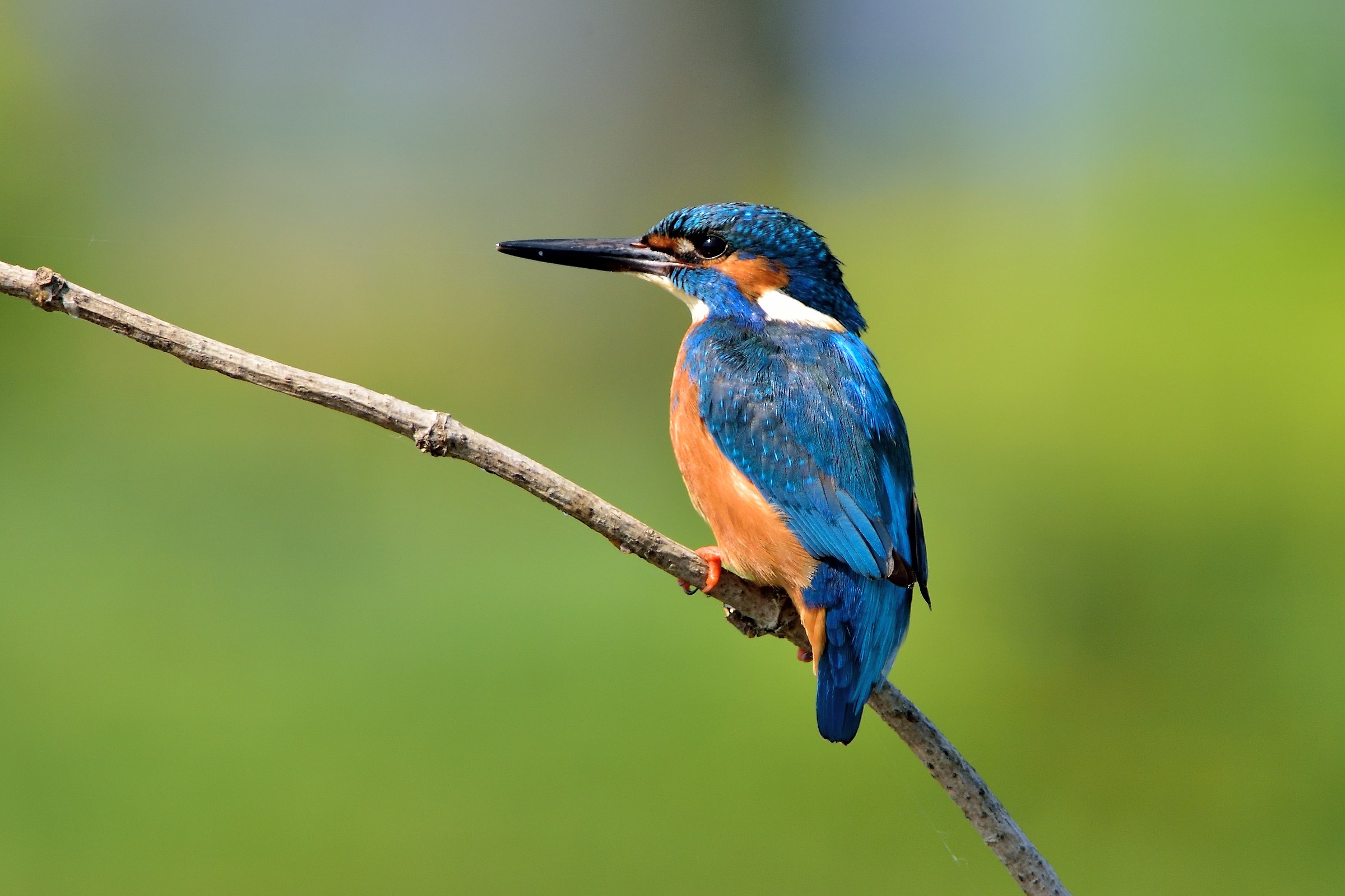 Kingfisher Male