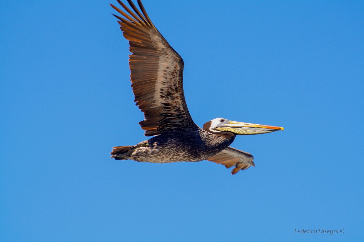 Pelican in flight