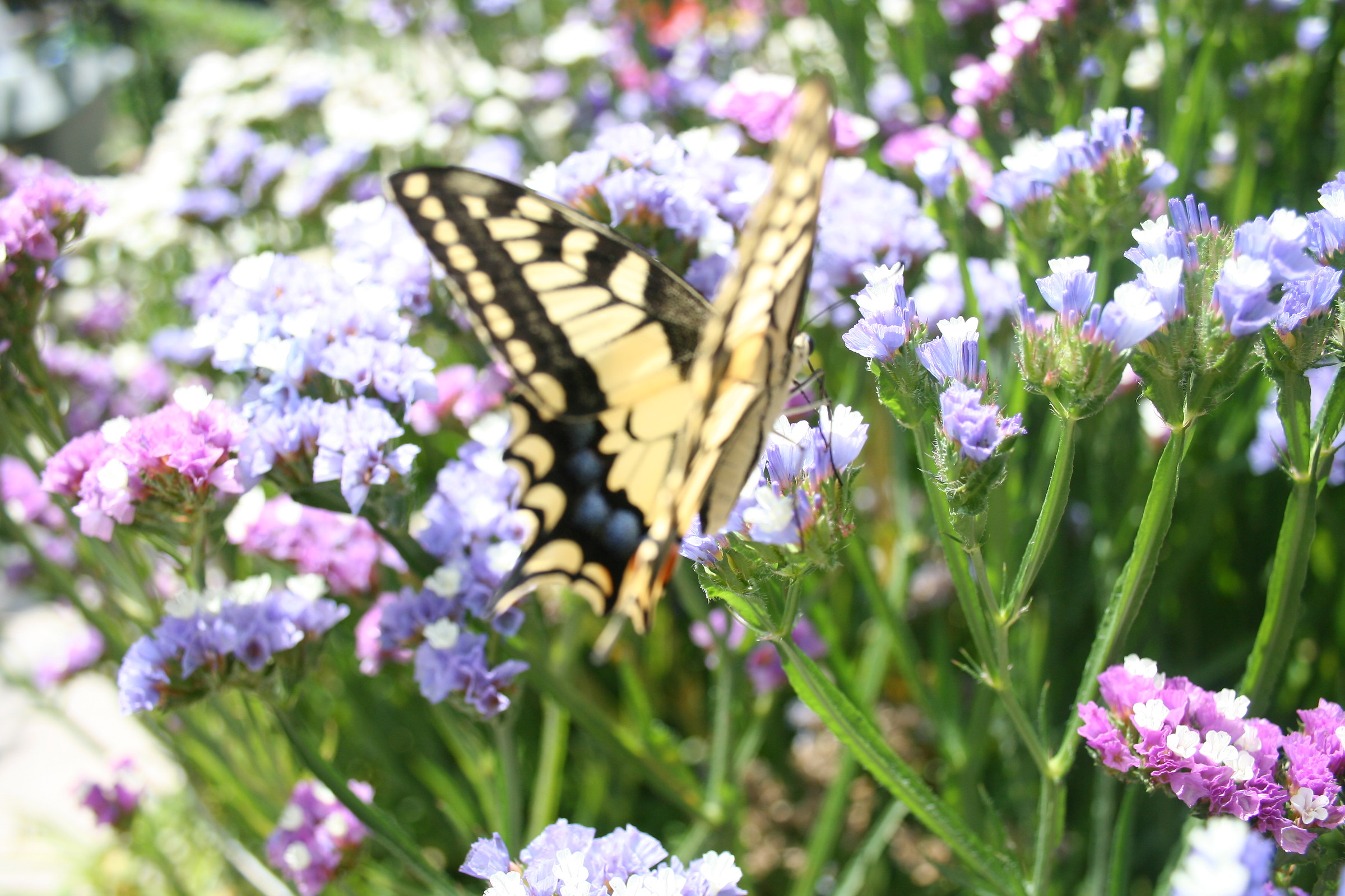 swallowtail
