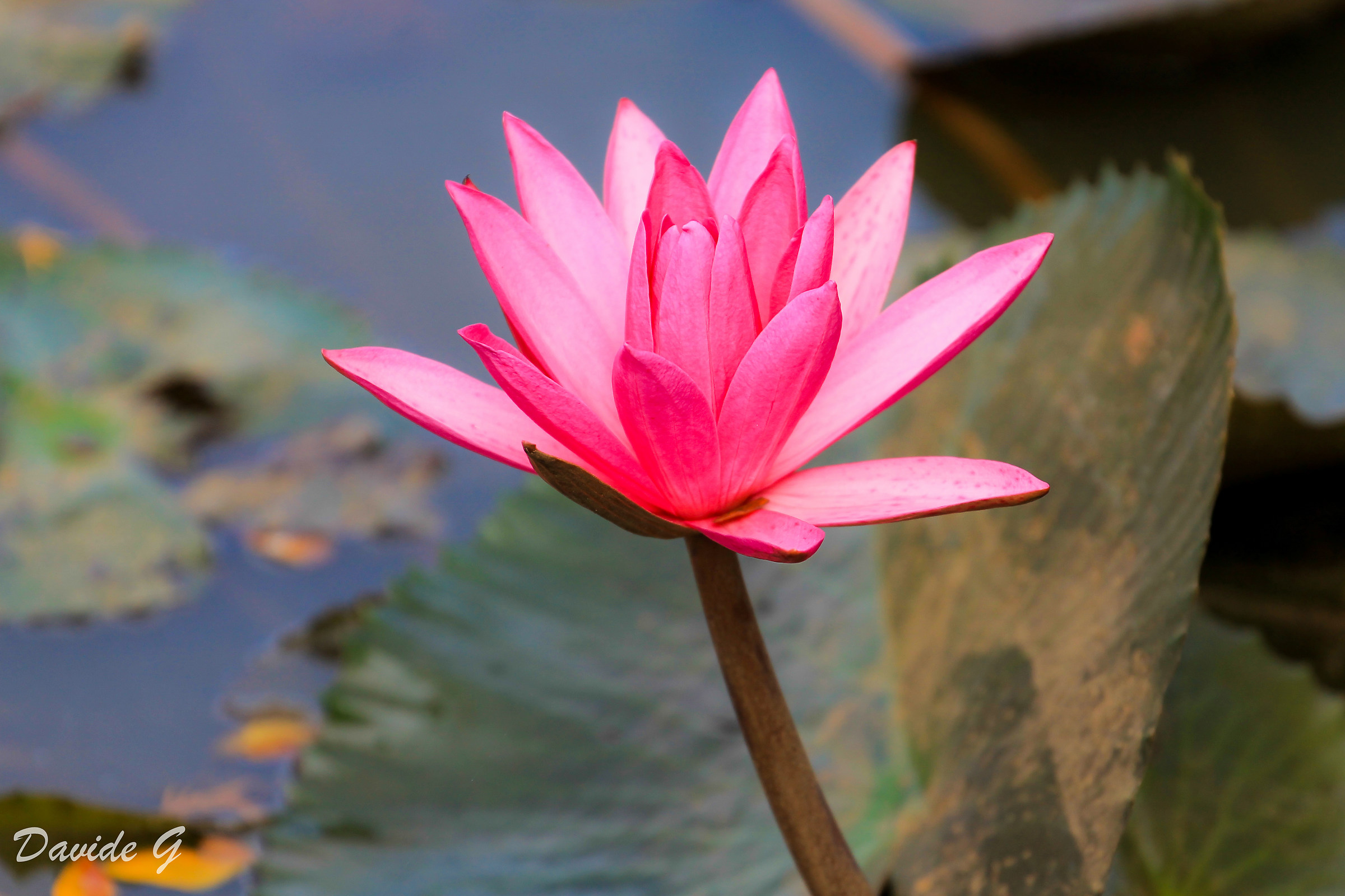 Lotus flower