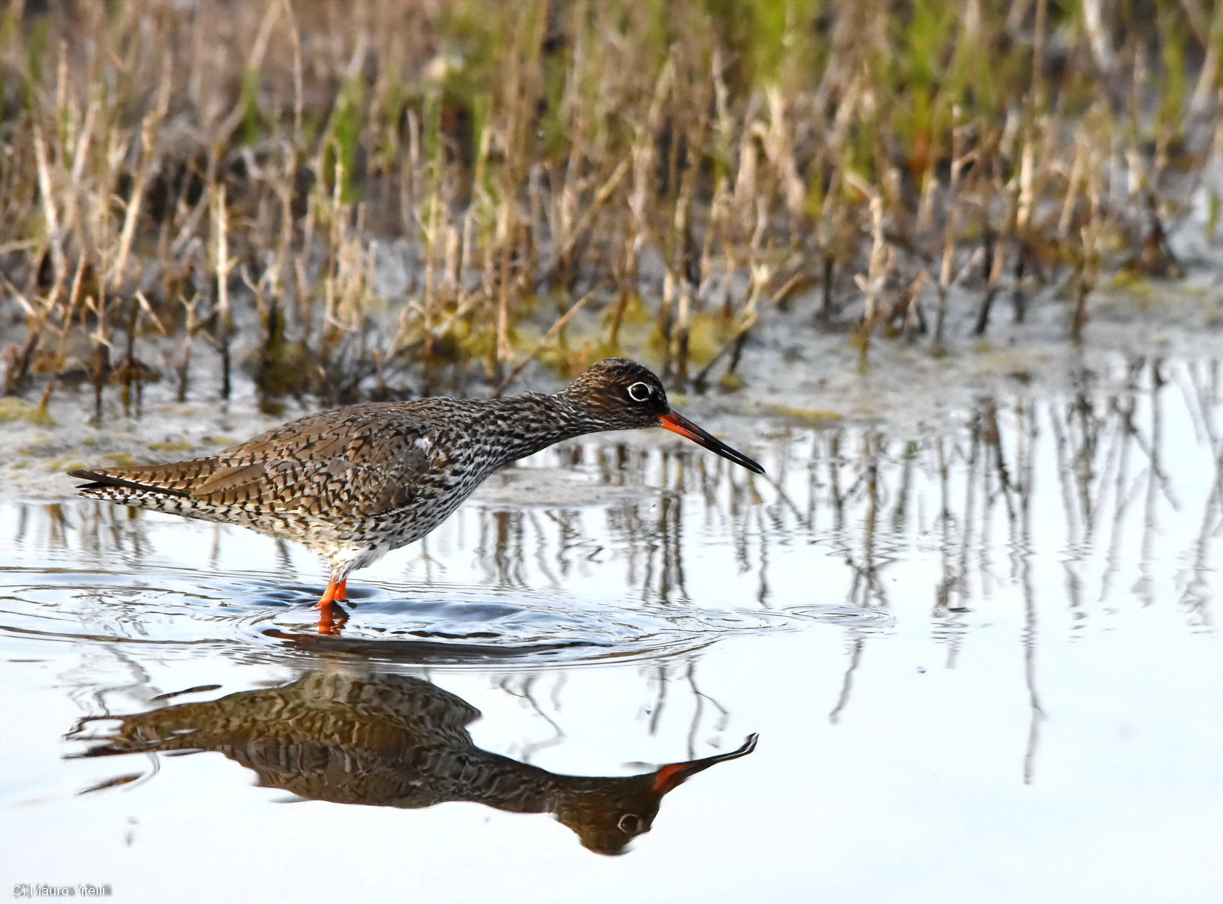 Redshank
