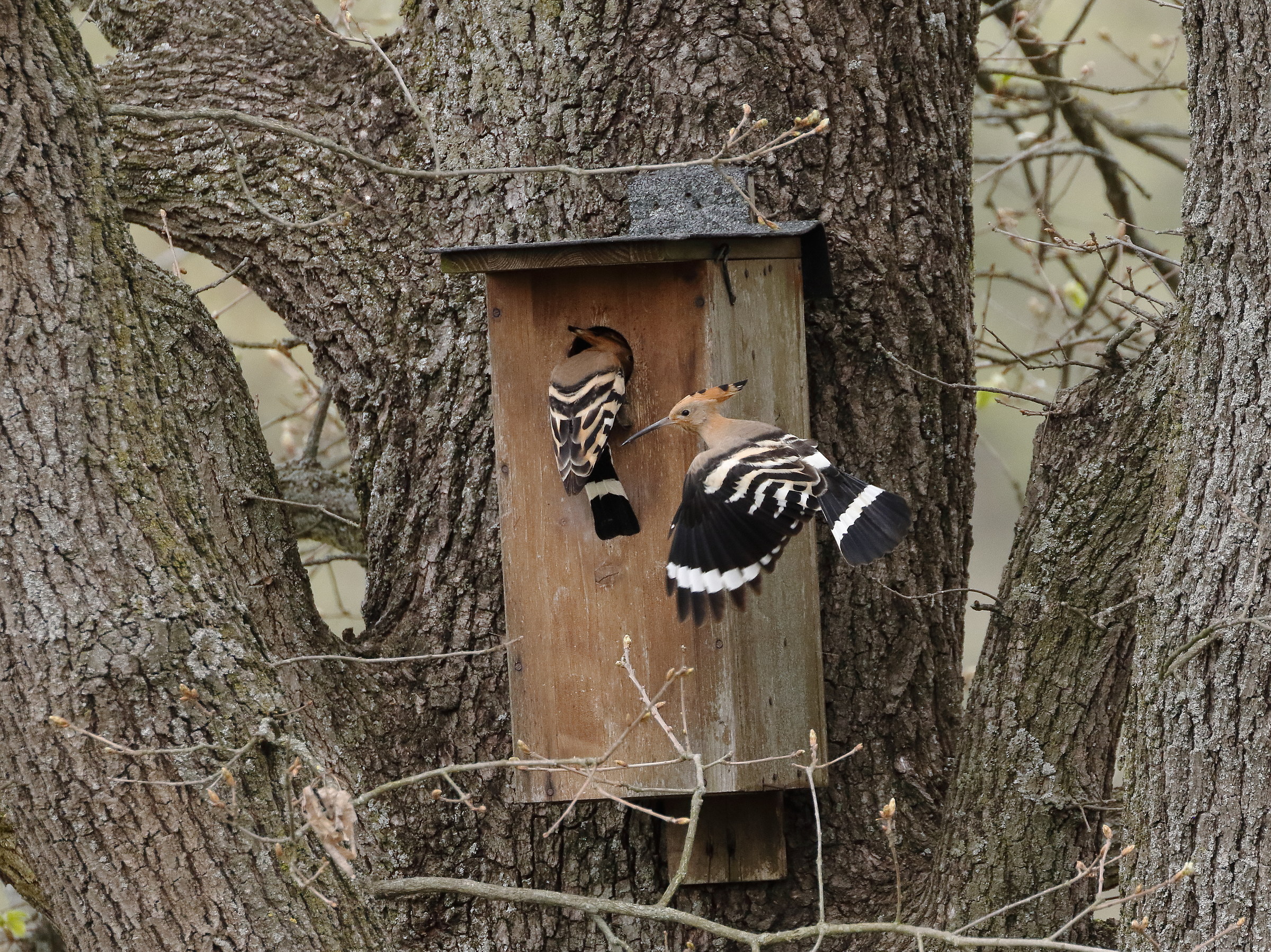 AAA rent studio overlooking hills