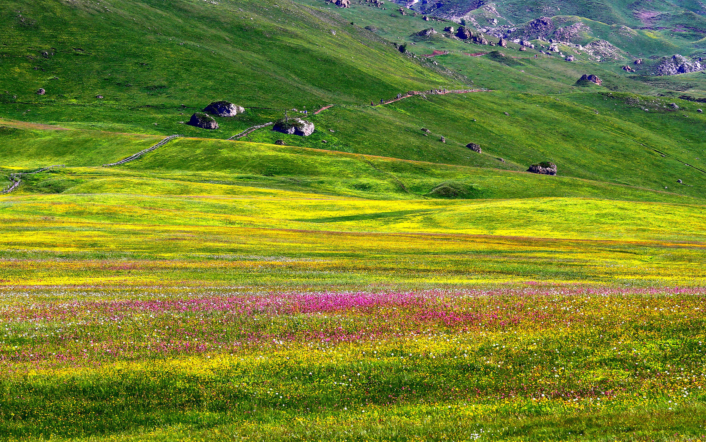 Alpe di Siusi in bloom