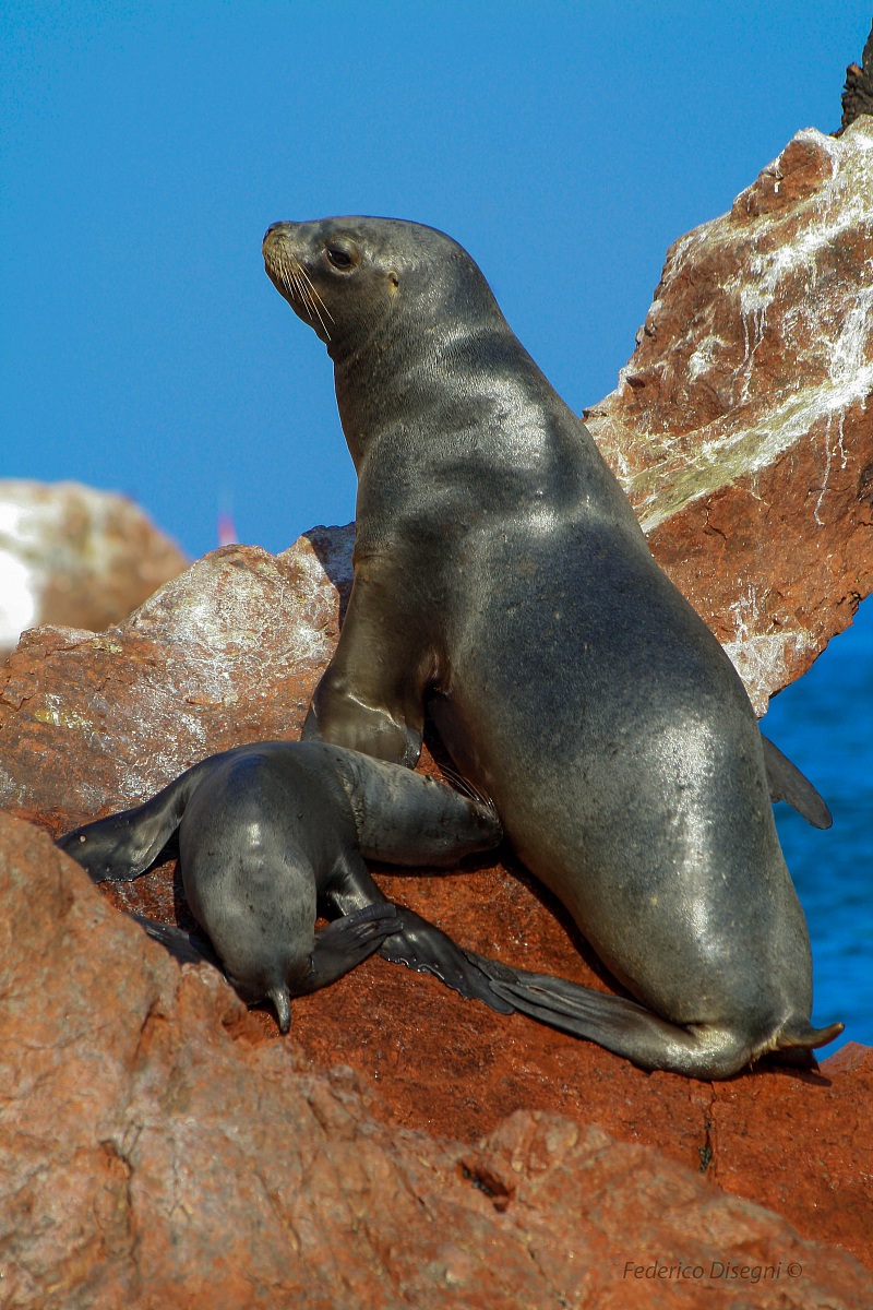Seal breast-feeding