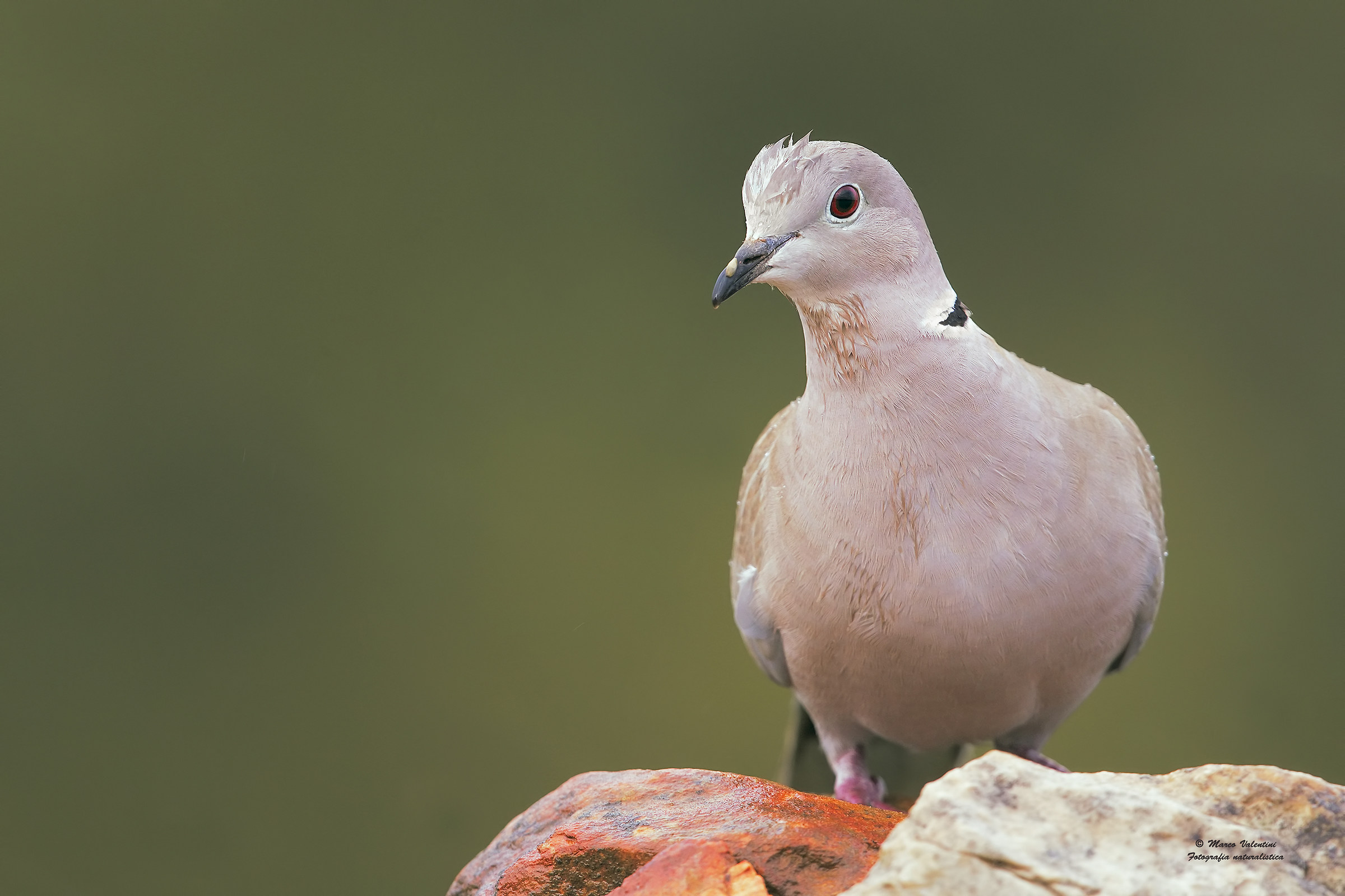 Collared doves