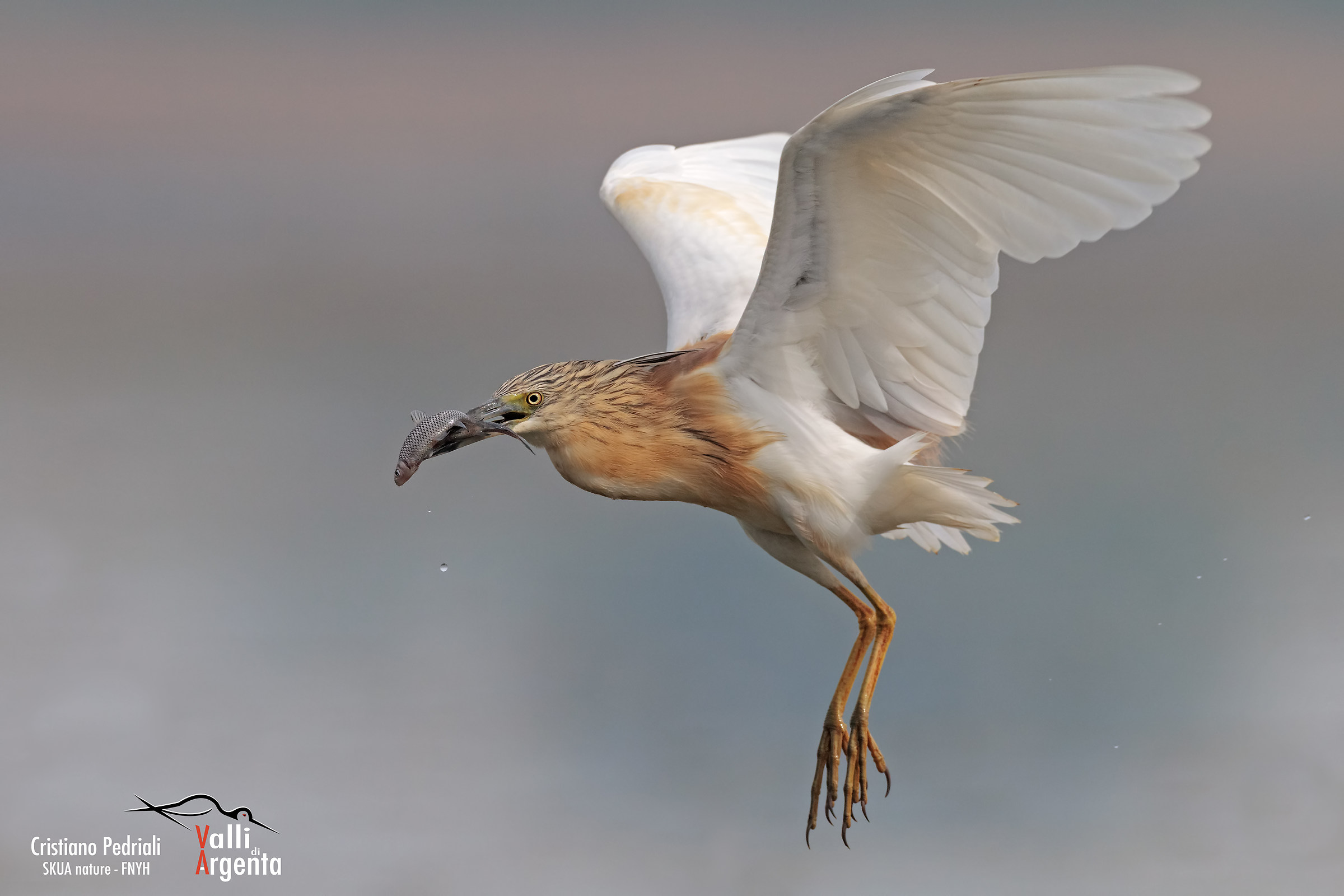 Sgarza Ciuffetto .. 2 in 1