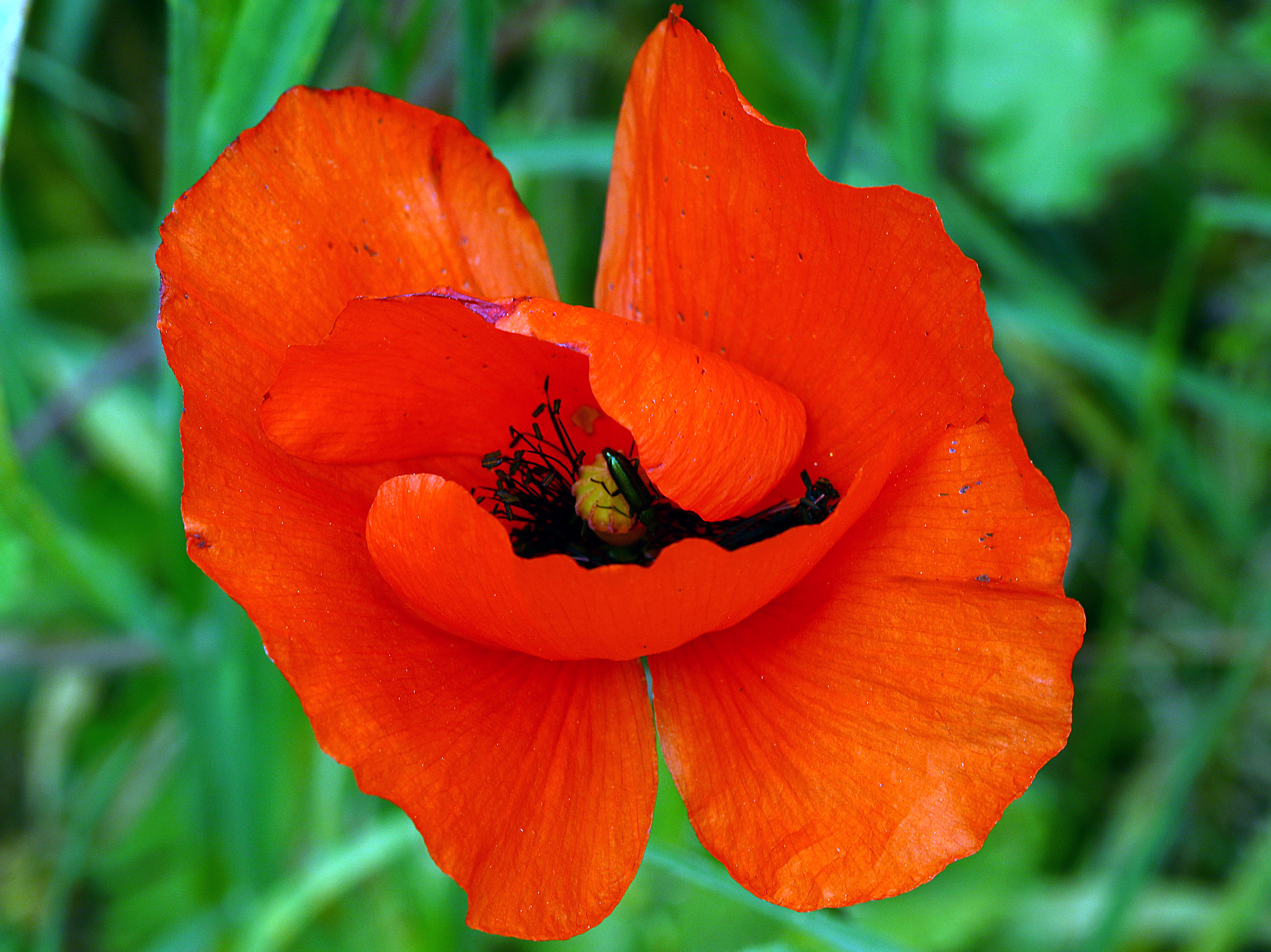 Sicily- Poppy with guest.