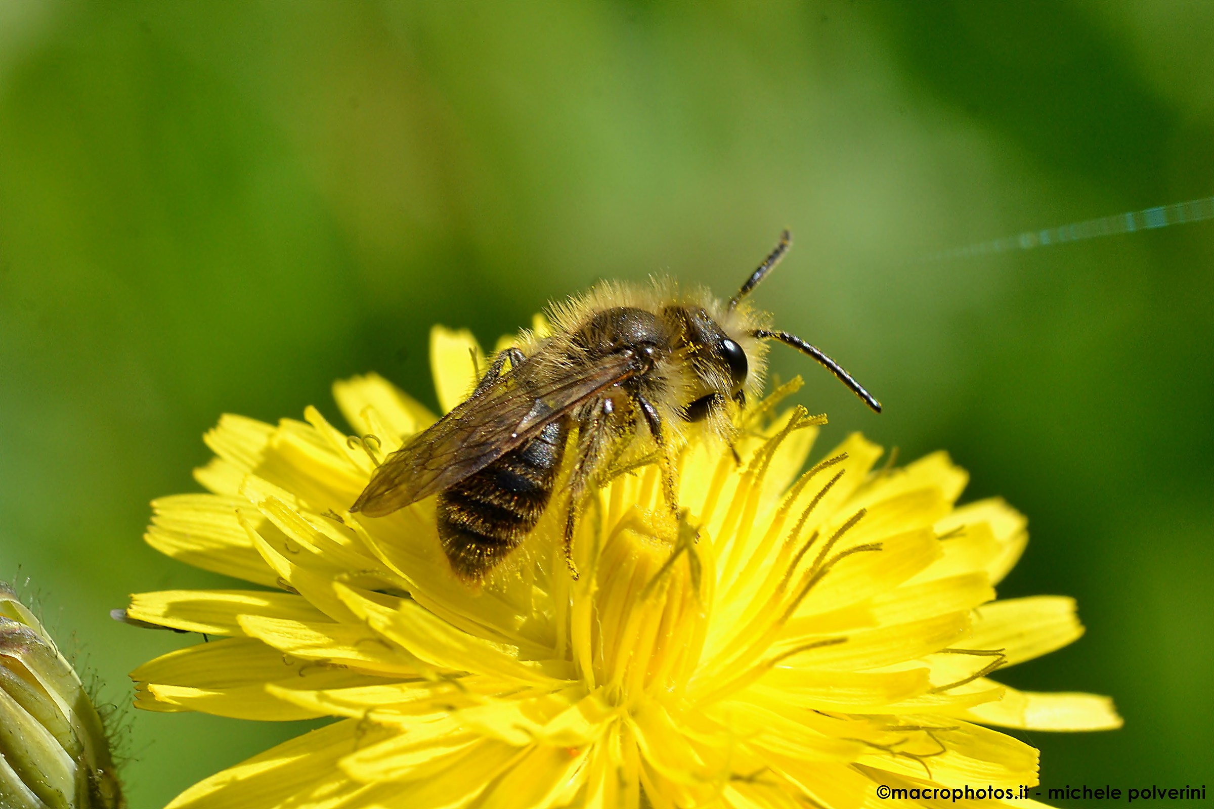 Apis mellifera 1